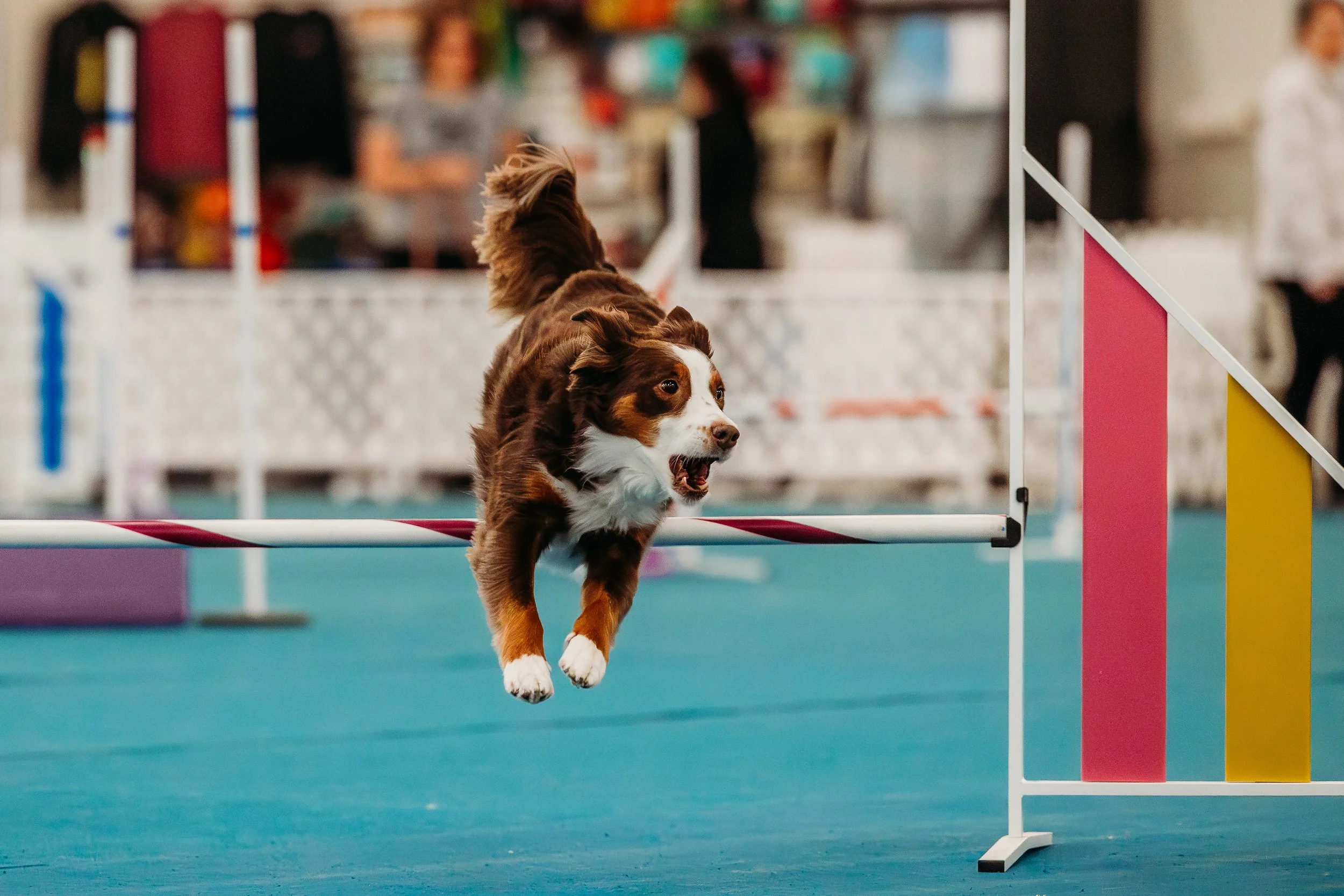 Fusion Agility - Cutty-5.jpg