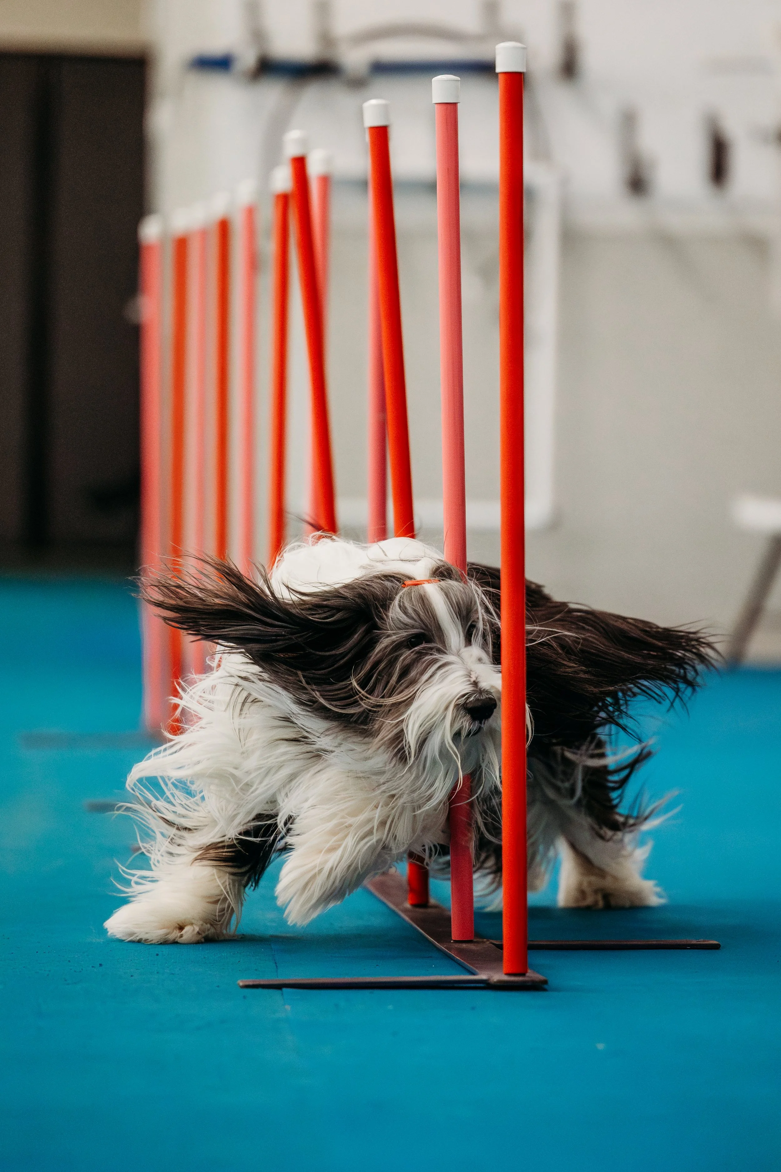 Fusion Agility - Bounce-5.jpg