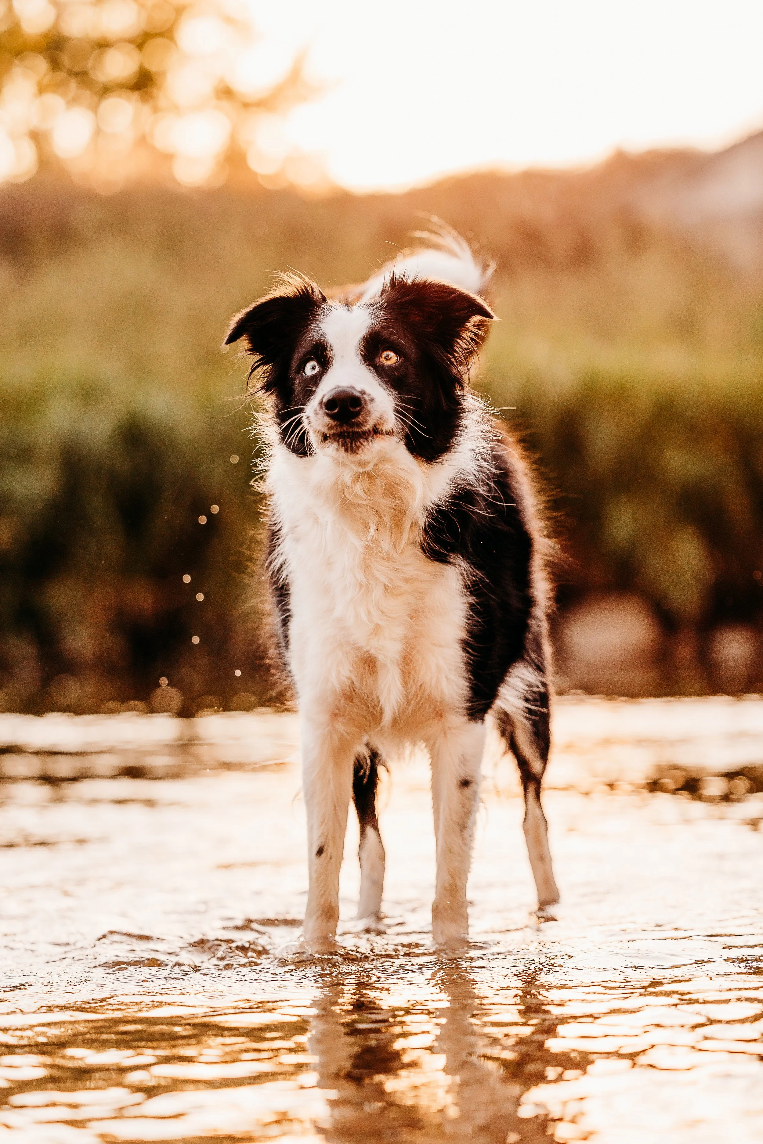 River Minis - Bean - Edits-2.jpg