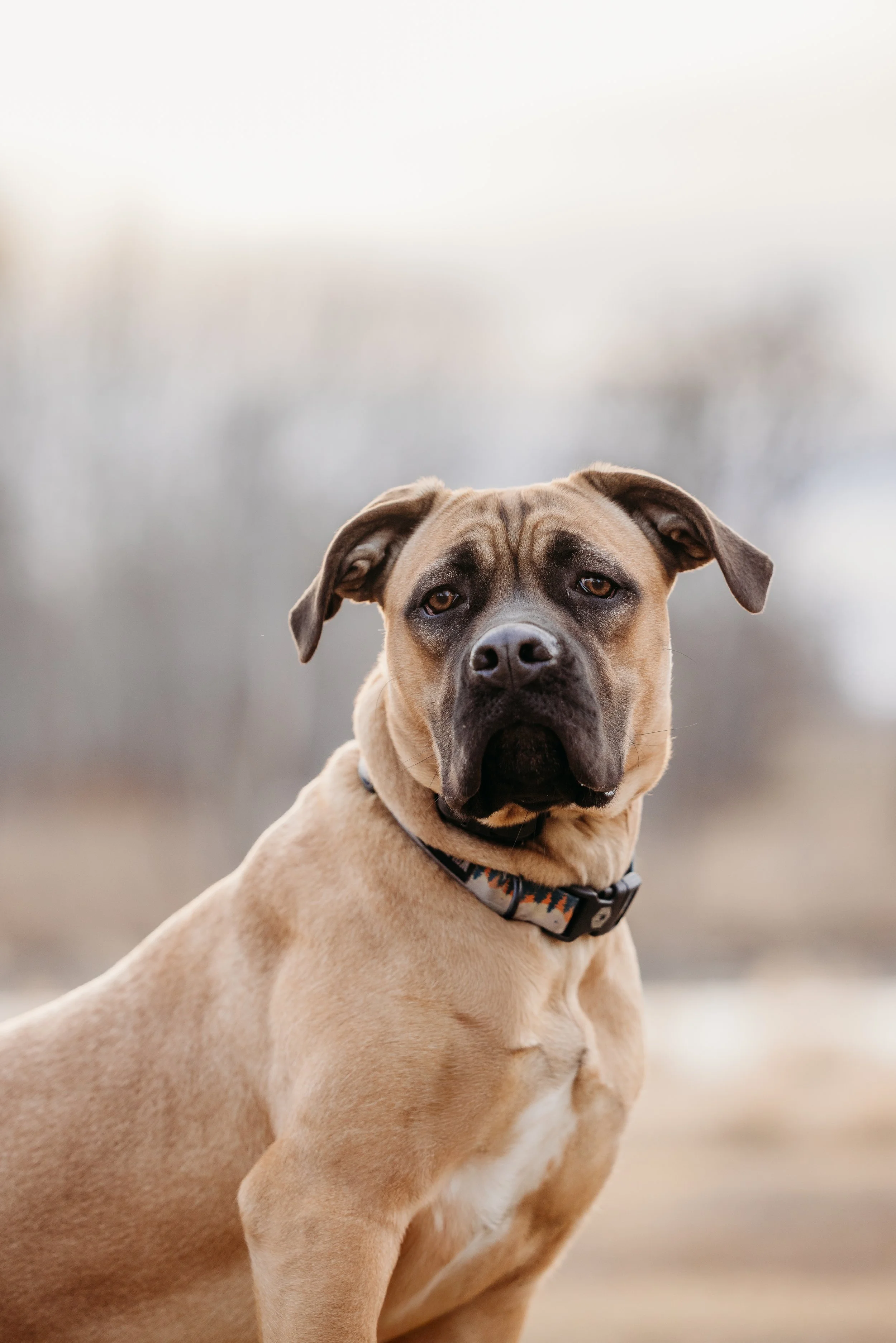 Lucy-2.jpg