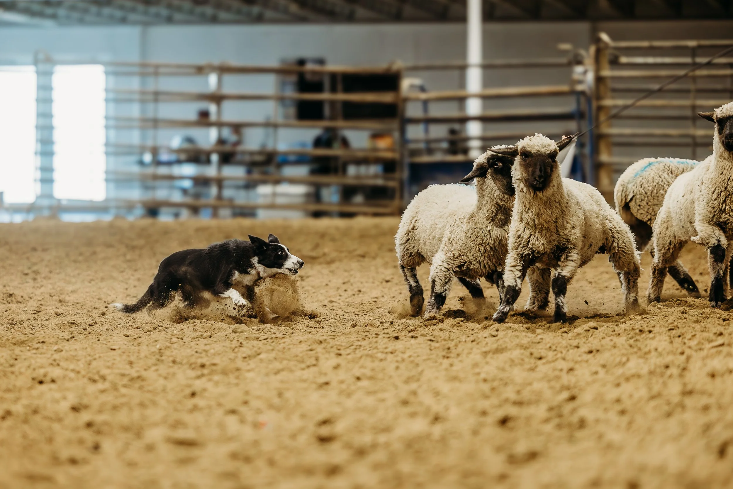 Campbell Herding Clinic Mike-1677.jpg