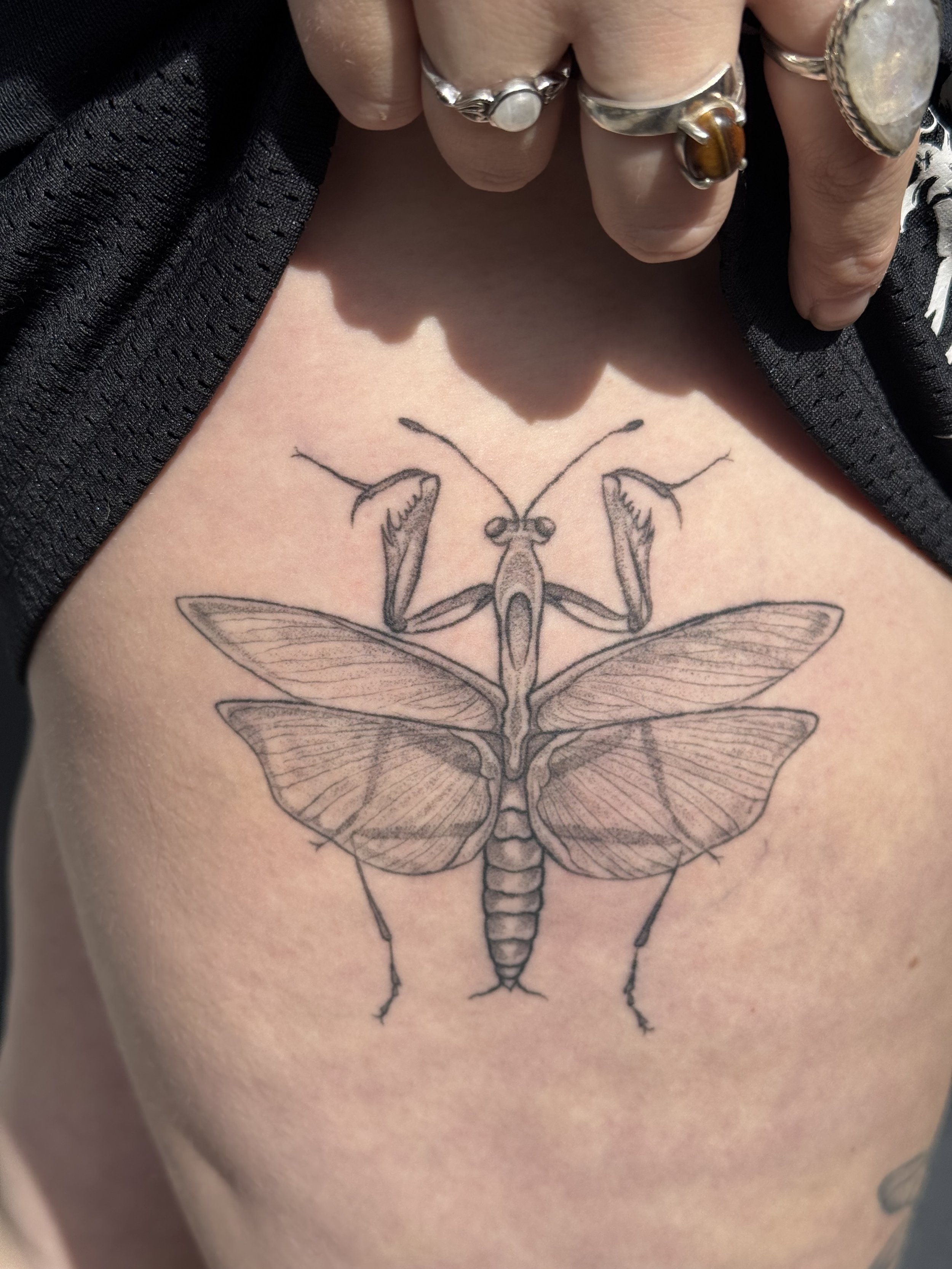 Healed praying mantis