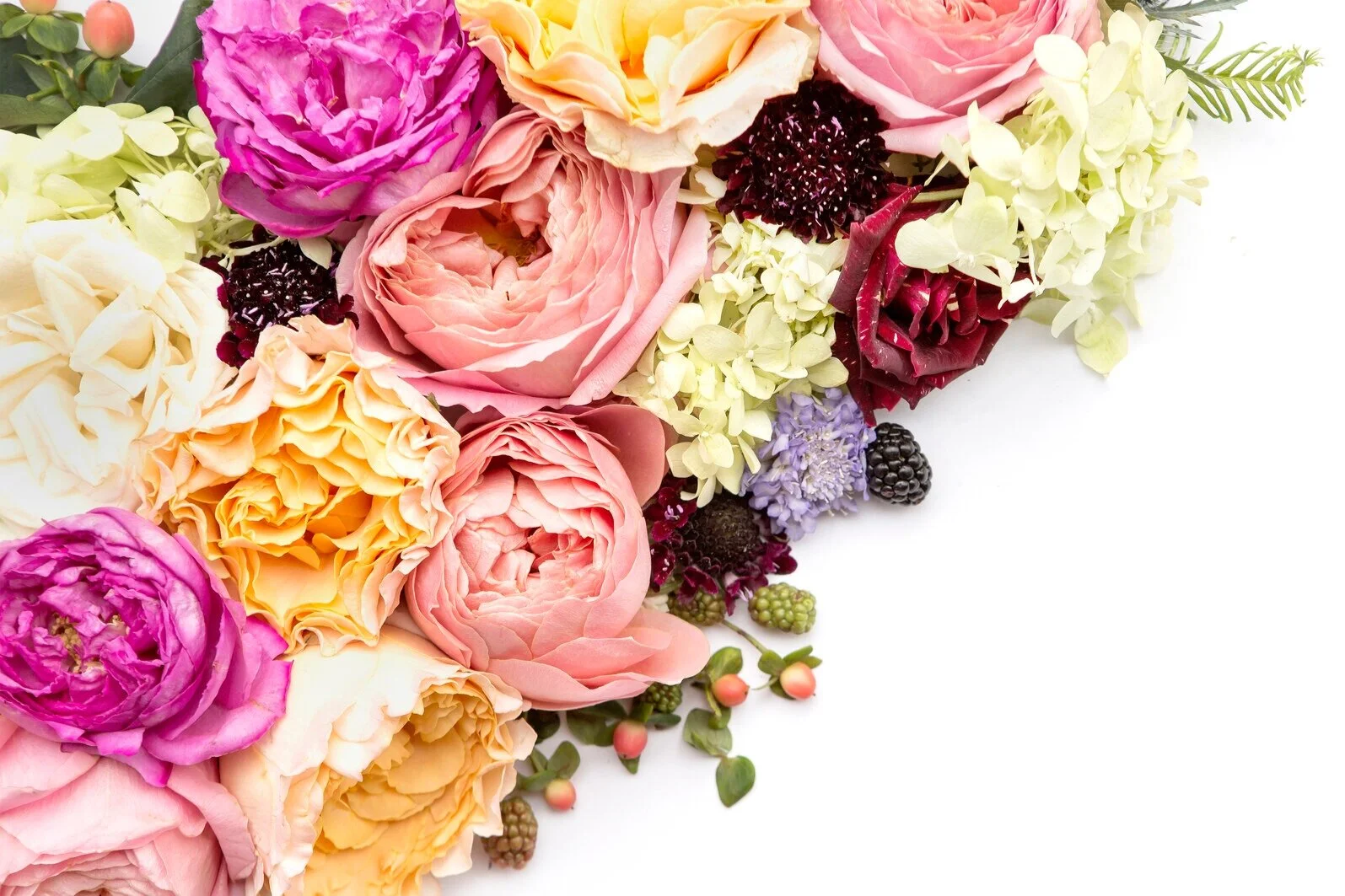 A LITTLE INSTALOVE FRIDAY {Introducing my beloved Callie!!}