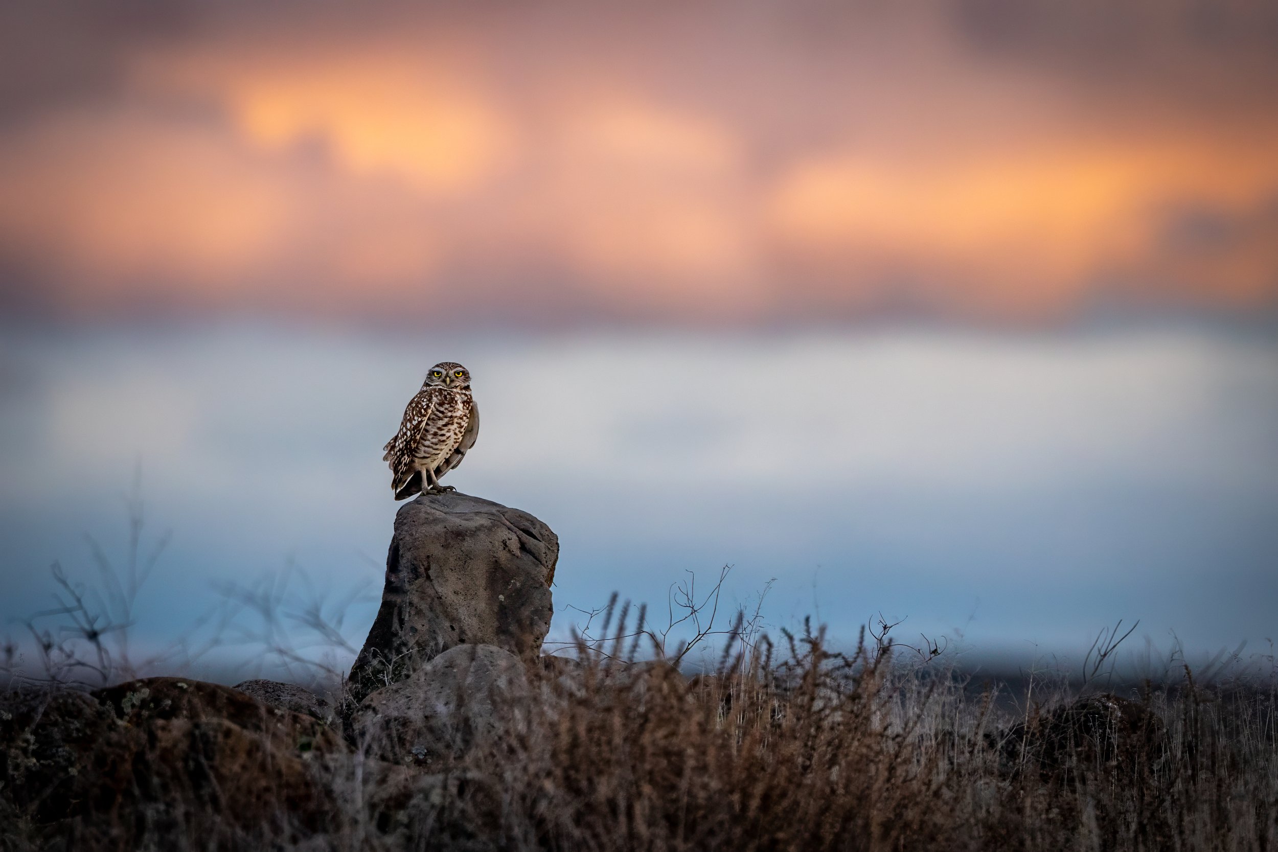 Burrowing Owl Sunset wo whitewash Final.jpg