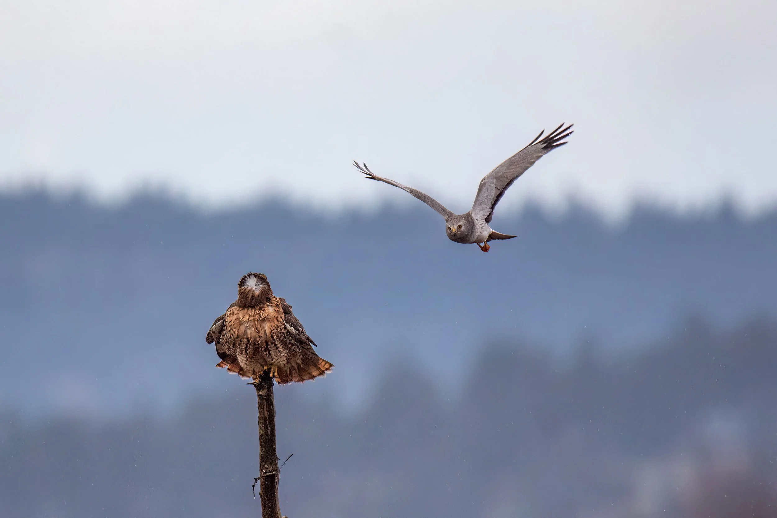 IMG_3252-Edit-Edit.jpg