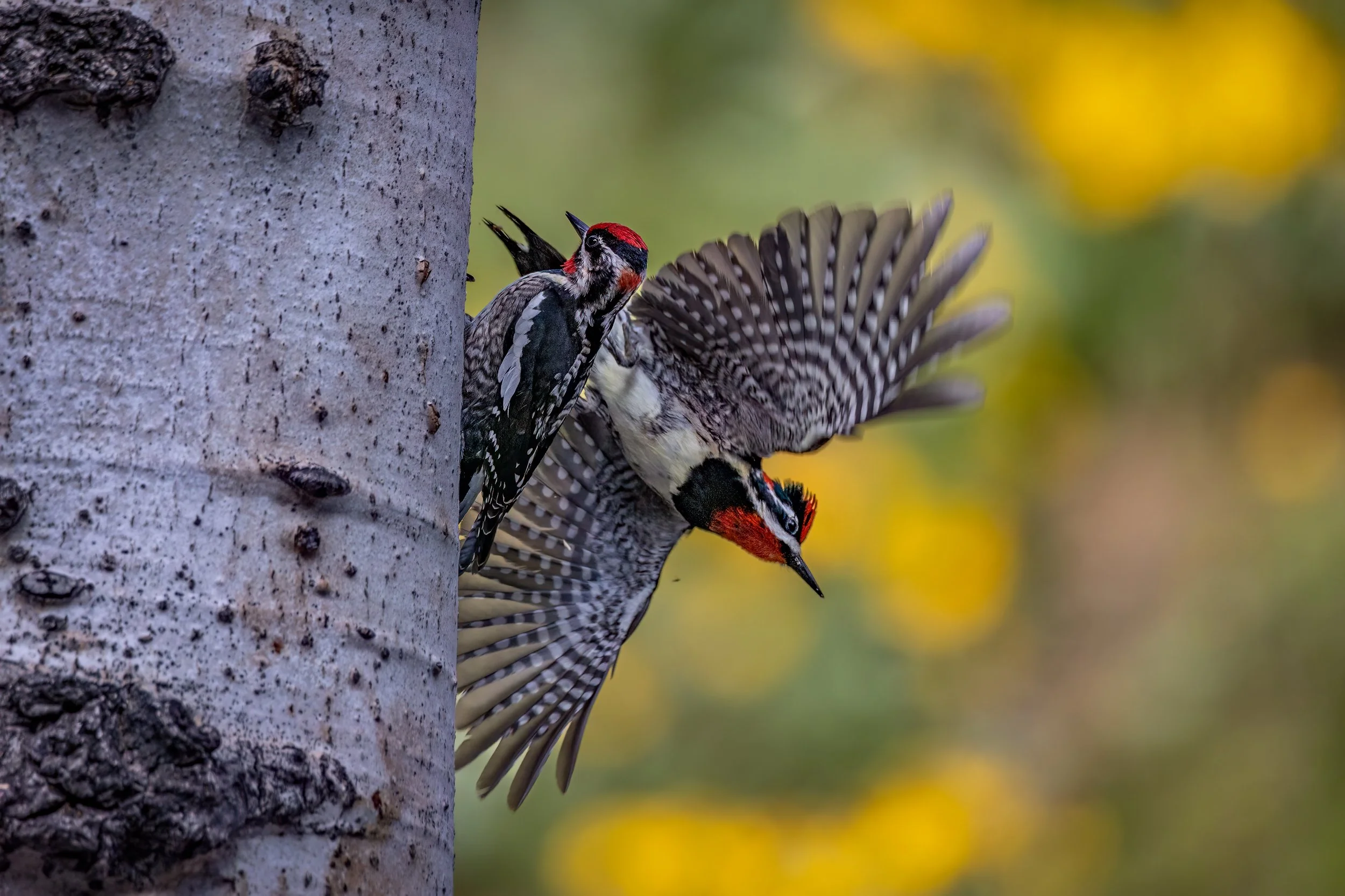 R6_C3170-Edit.jpg