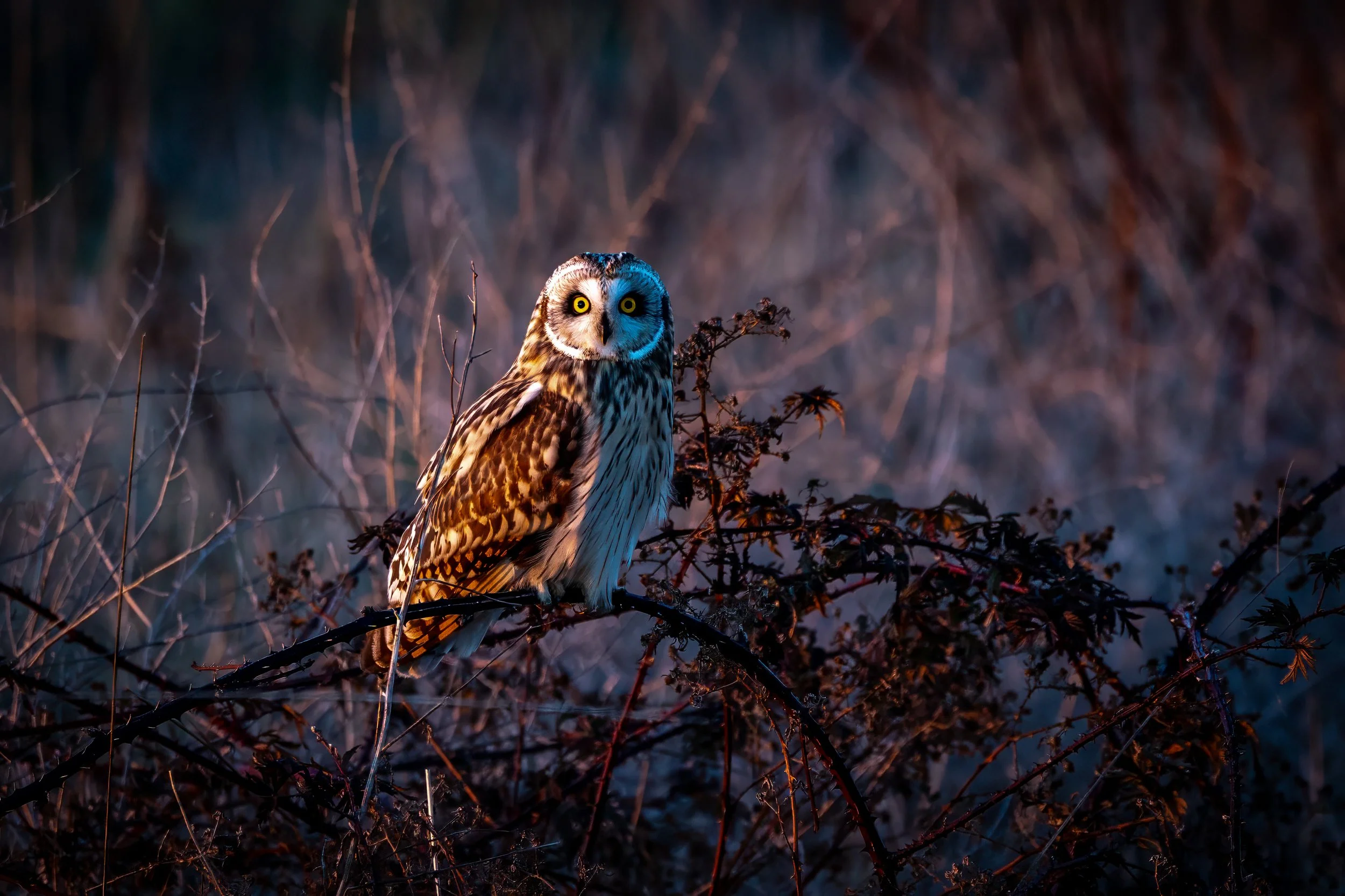 R6_C7195-Edit.jpg