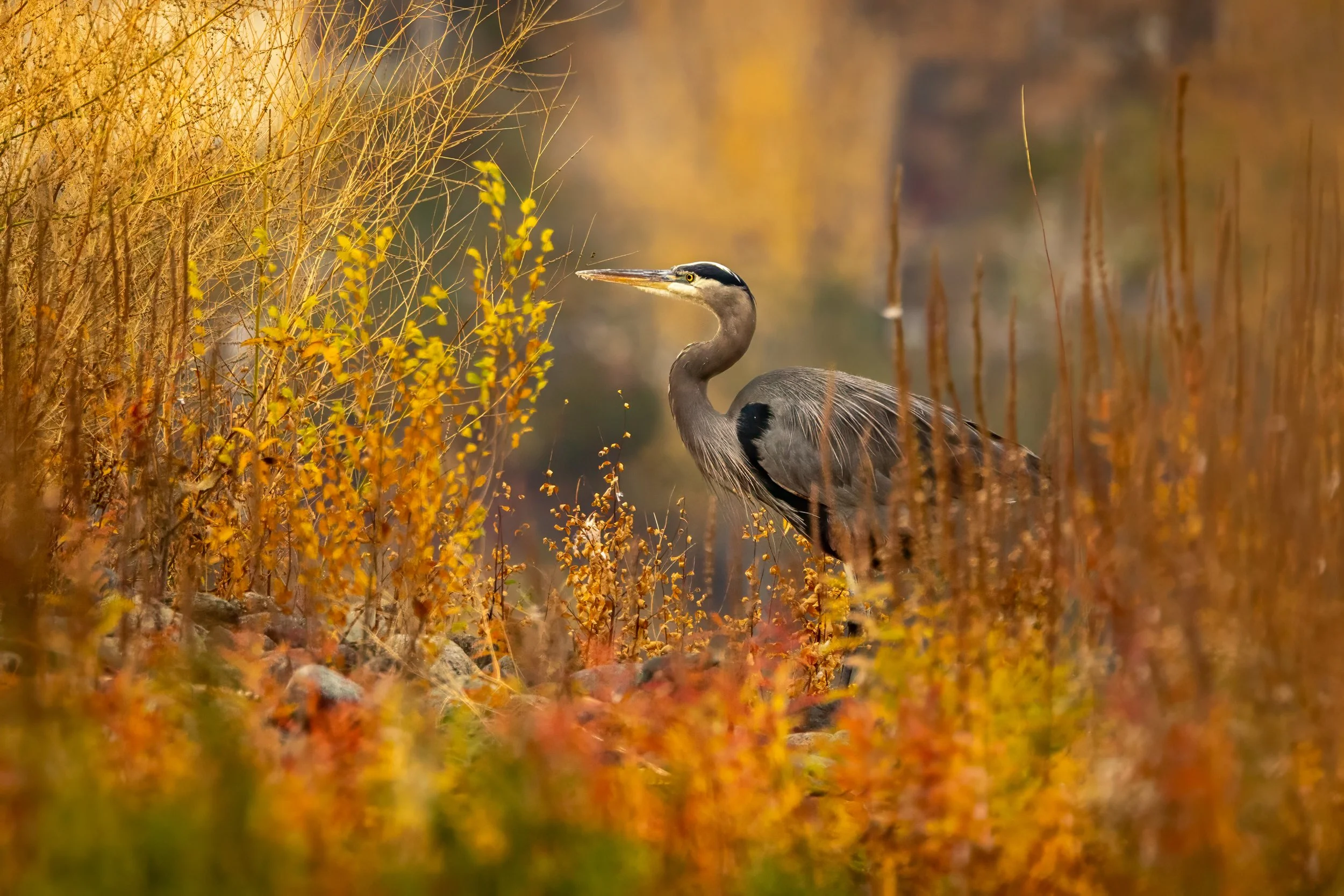 R6_C1585-Edit.jpg