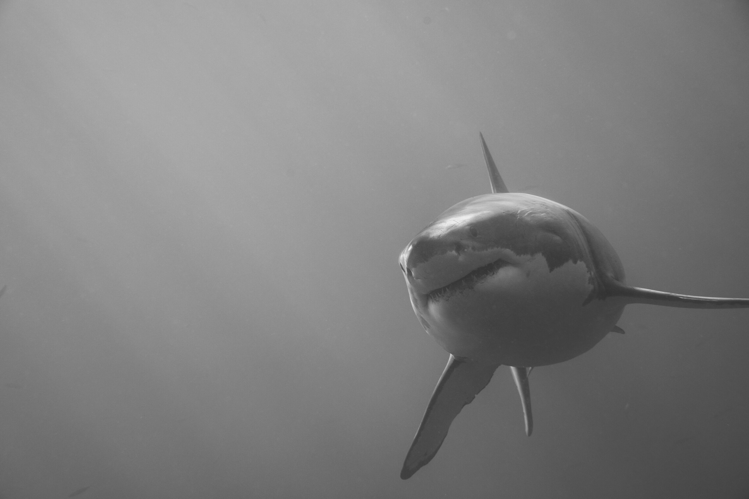 8A3A5116.jpg