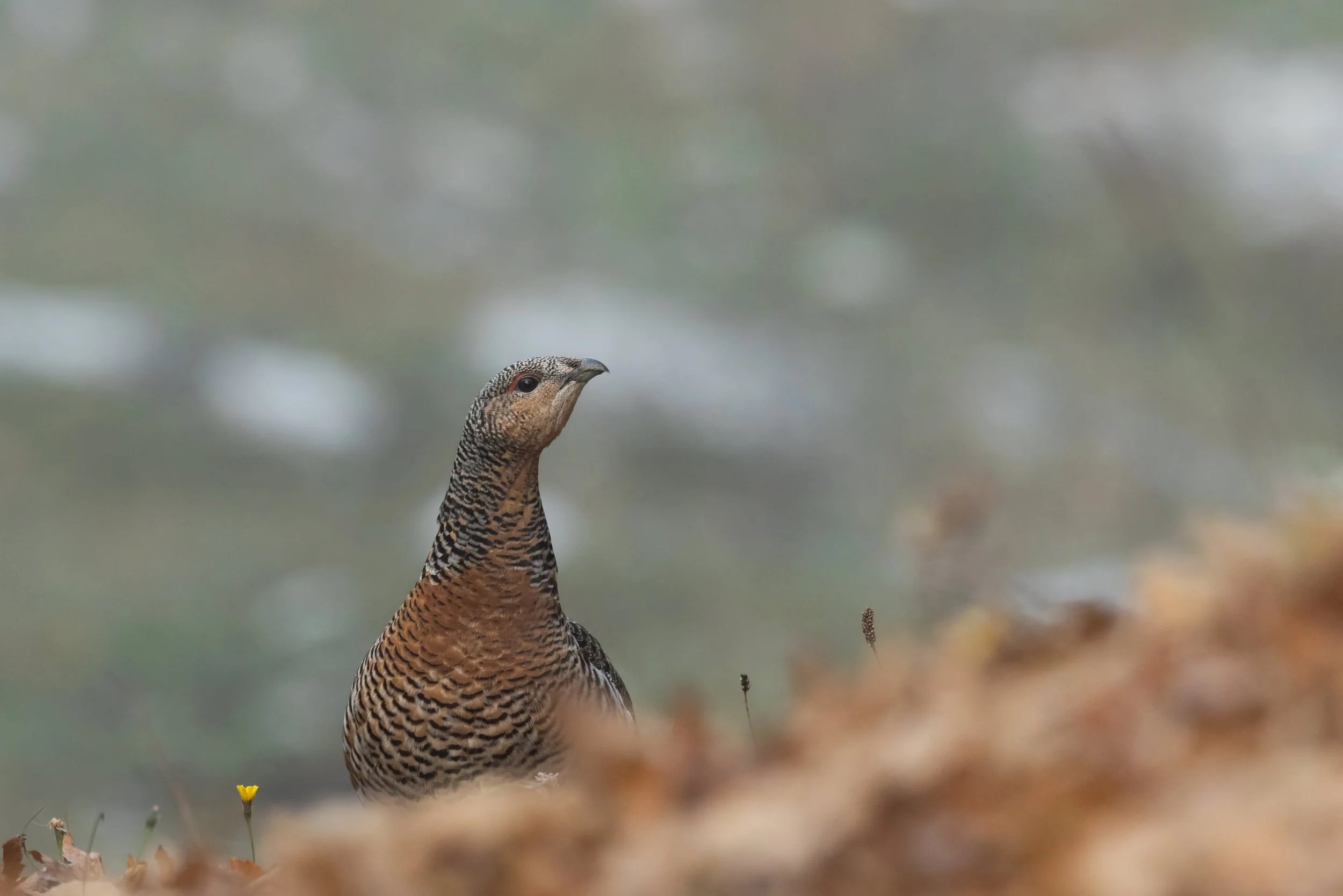 NR6A2588-Bearbeitet-2.jpg