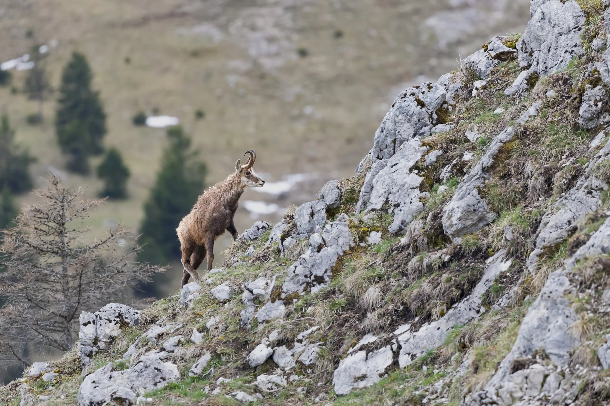 NR6A3971-Bearbeitet-2.jpg