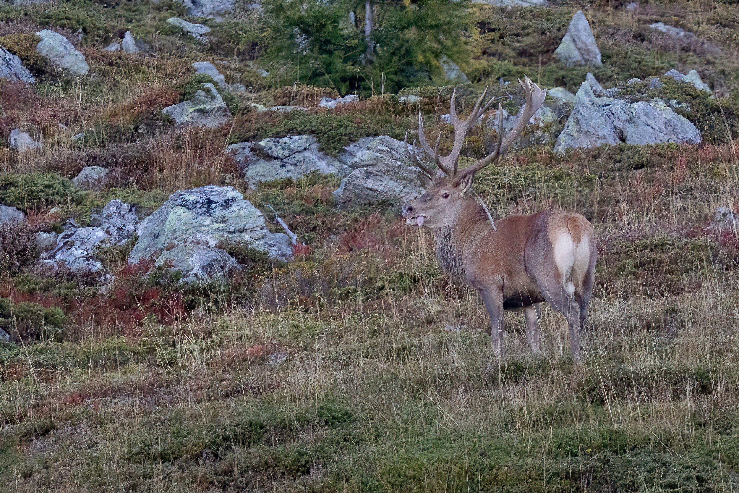 032A8631-Bearbeitet.jpg