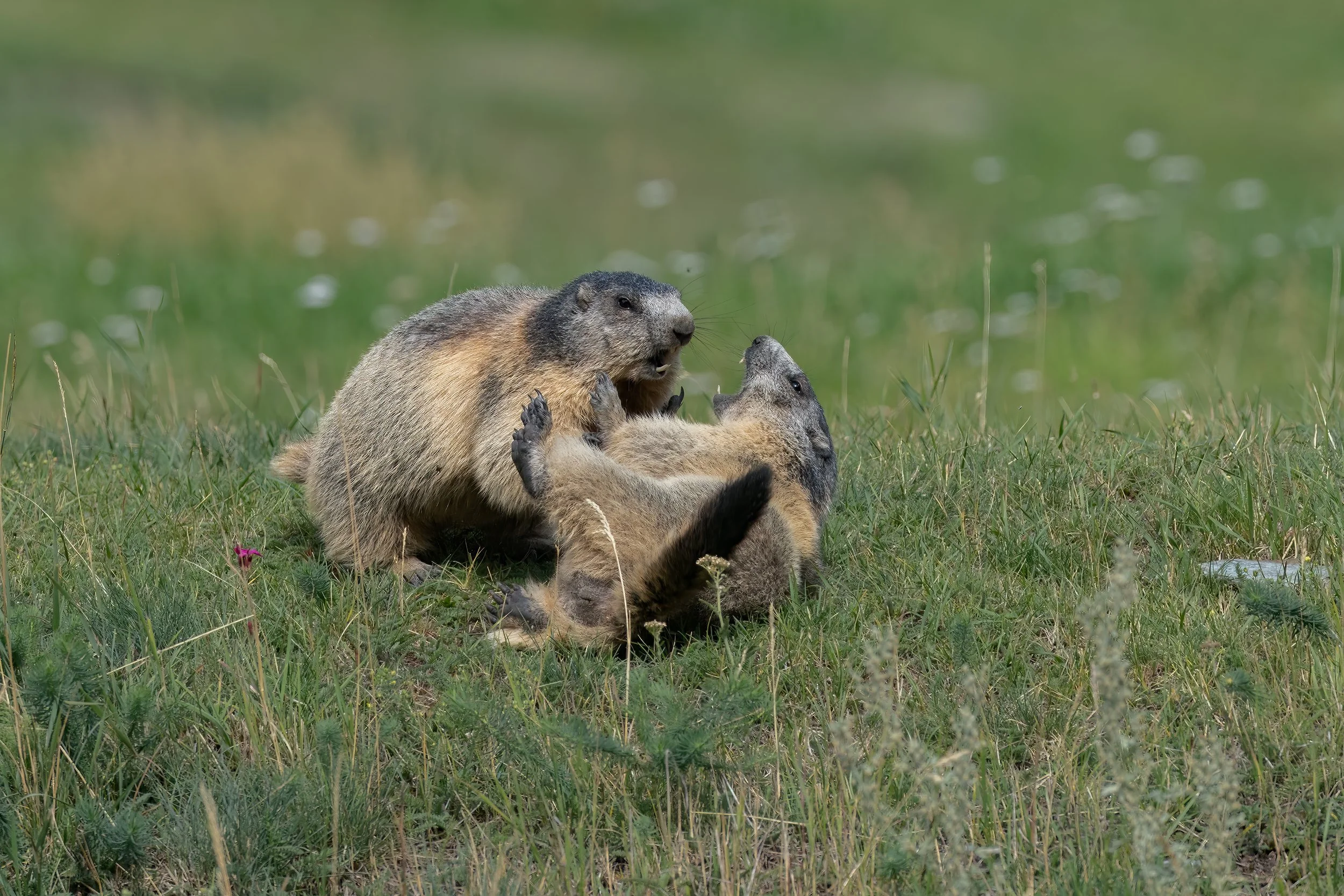 032A2787-Bearbeitet.jpg