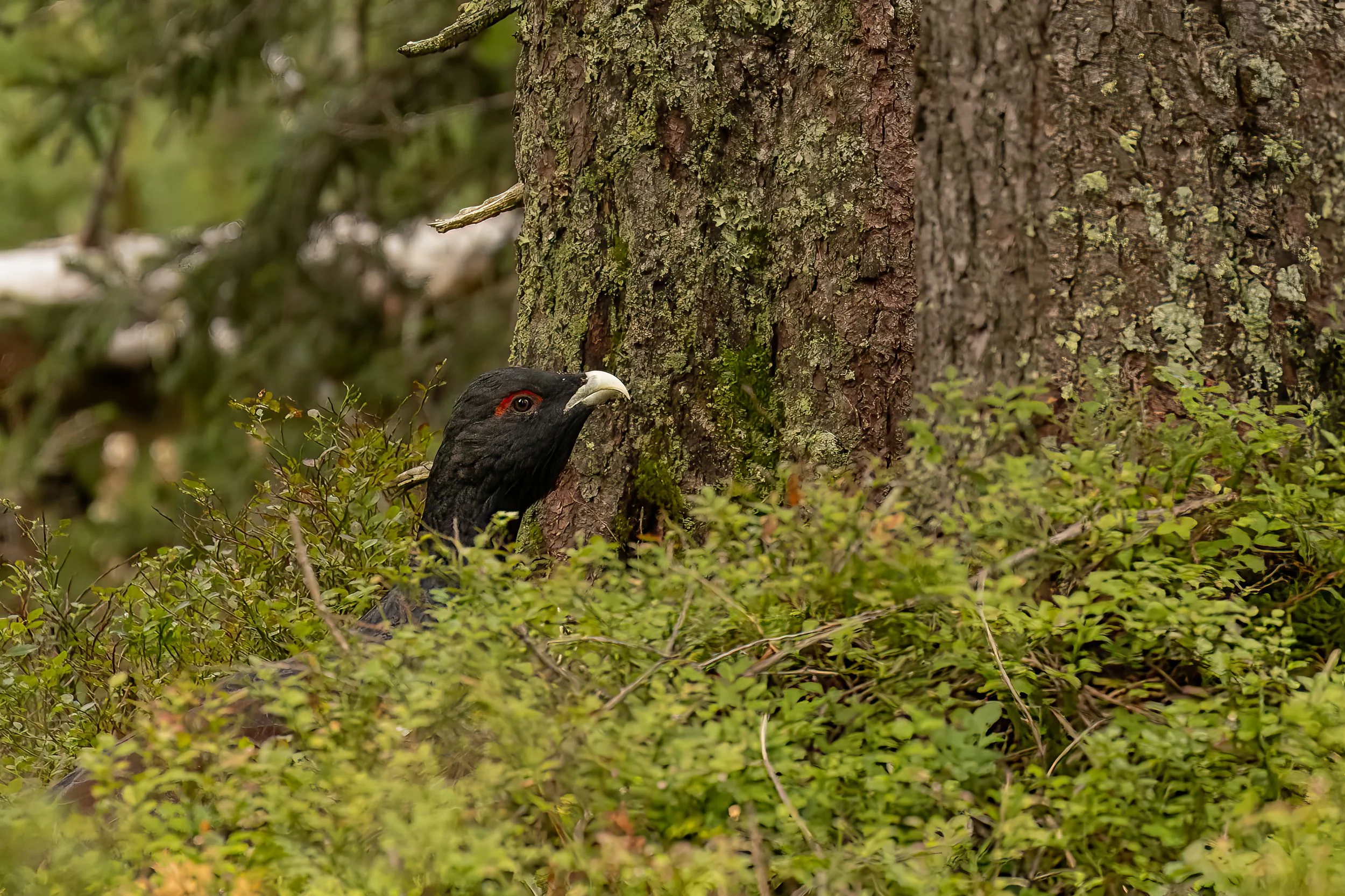 3W1A6141-Bearbeitet.jpg