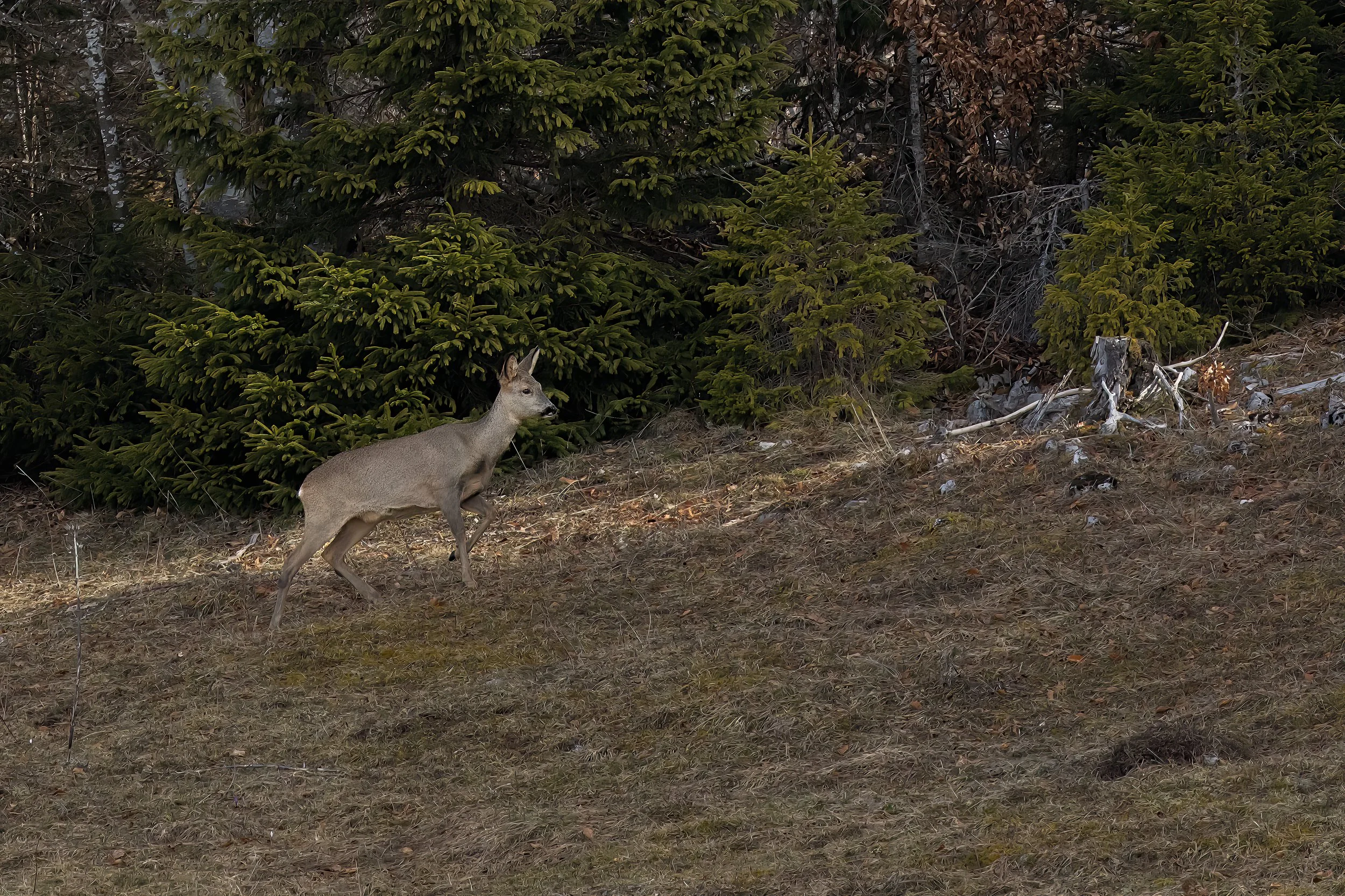 NR6A6109-Bearbeitet-Bearbeitet-7.jpg