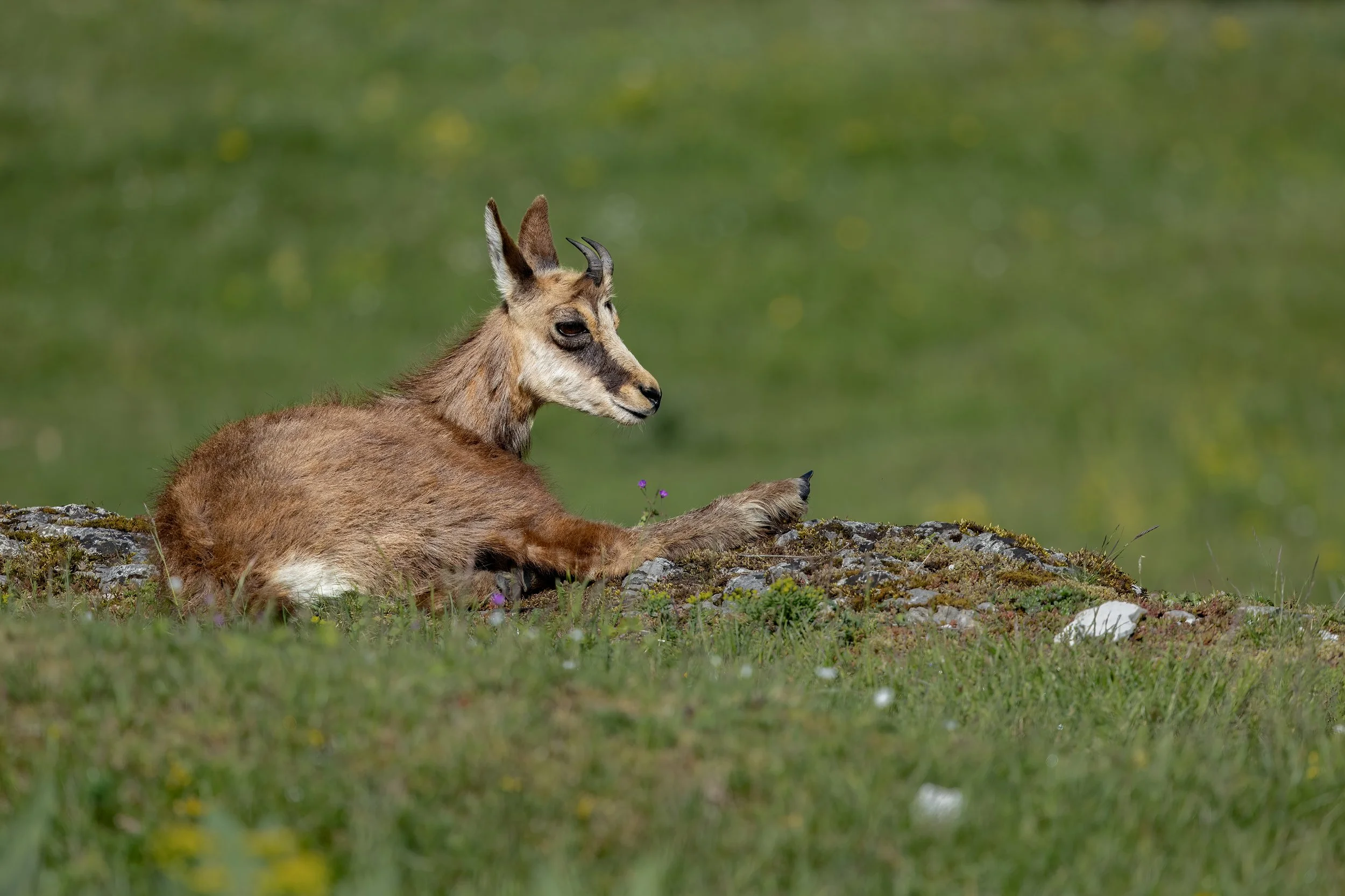 NR6A0240-Bearbeitet.jpg