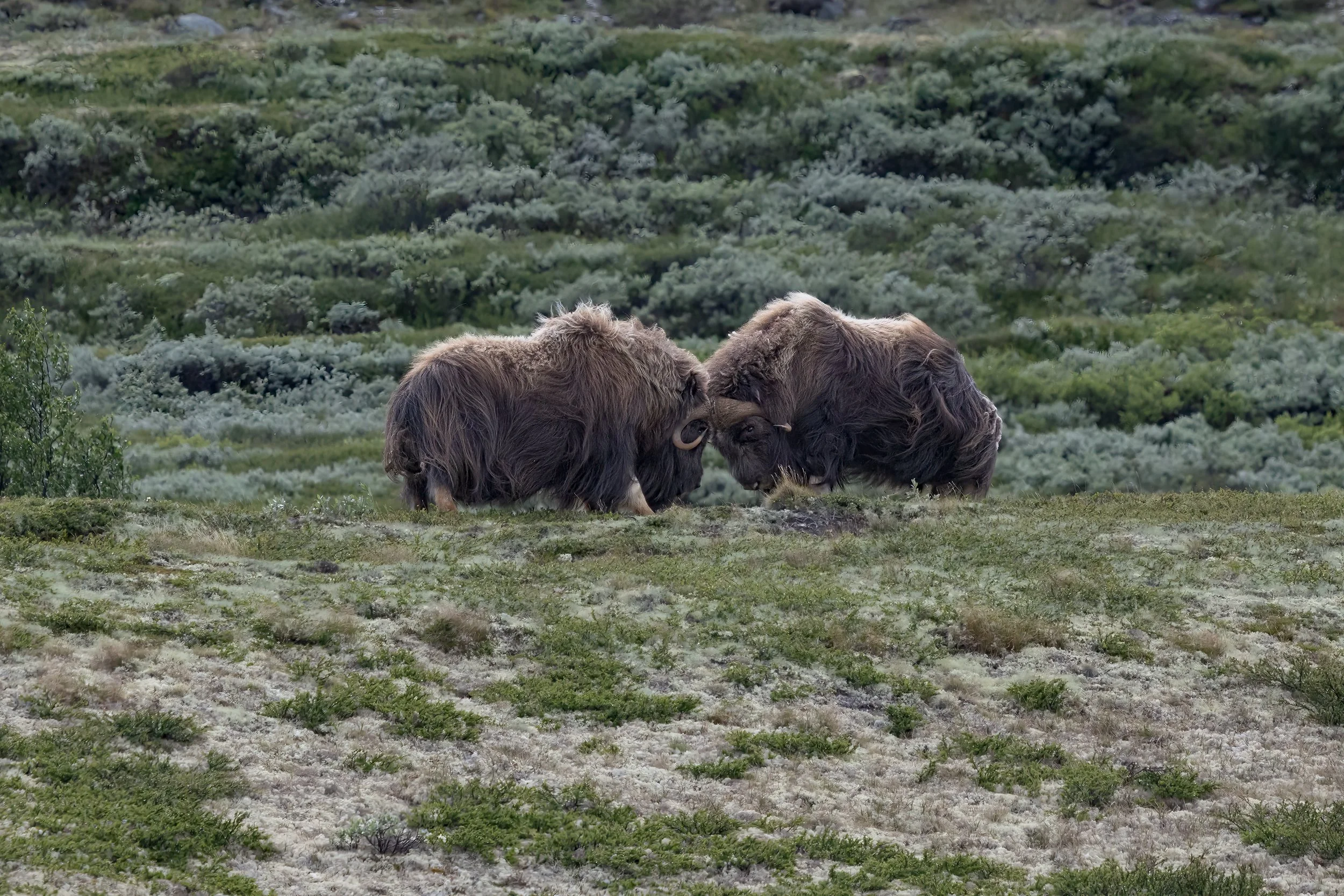 032A6770-2-Bearbeitet.jpg