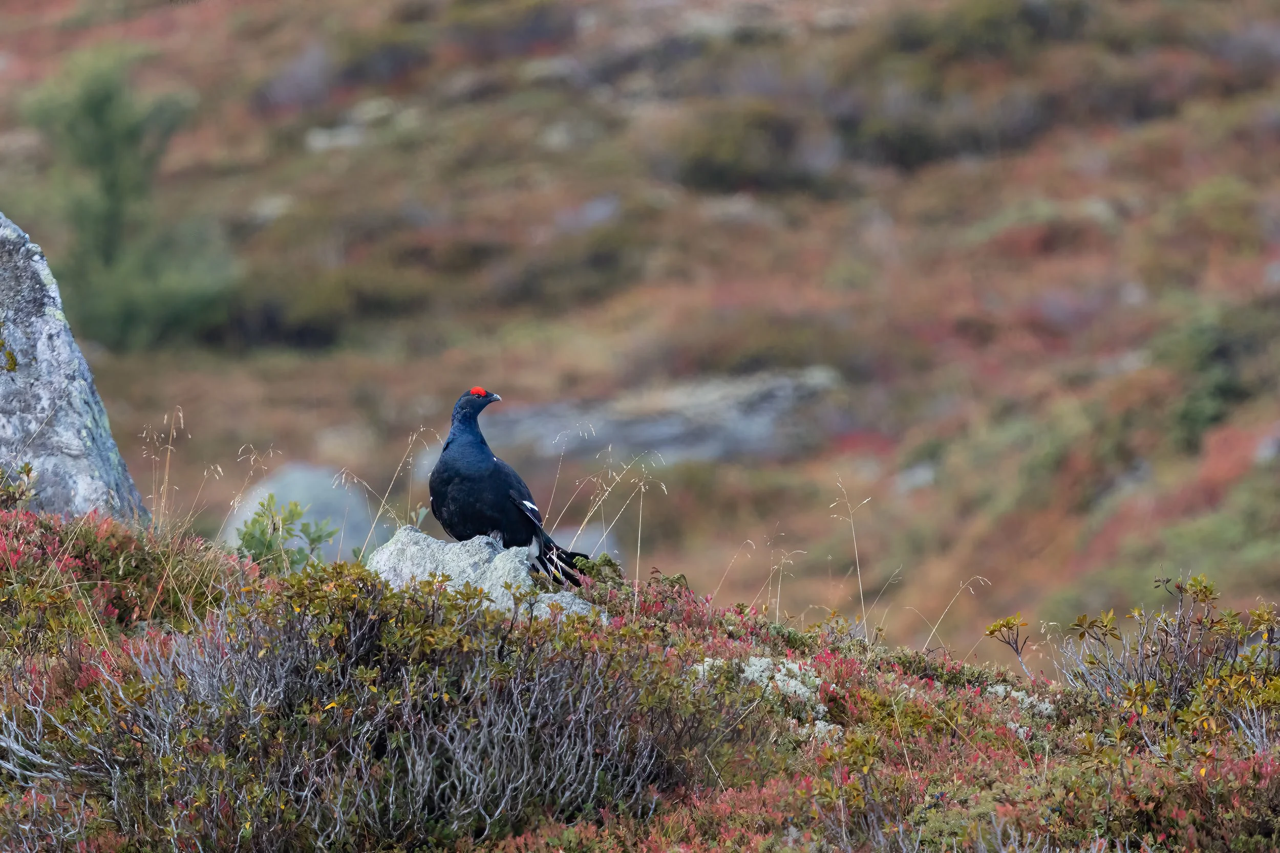 032A9514-Bearbeitet-Bearbeitet-2.jpg