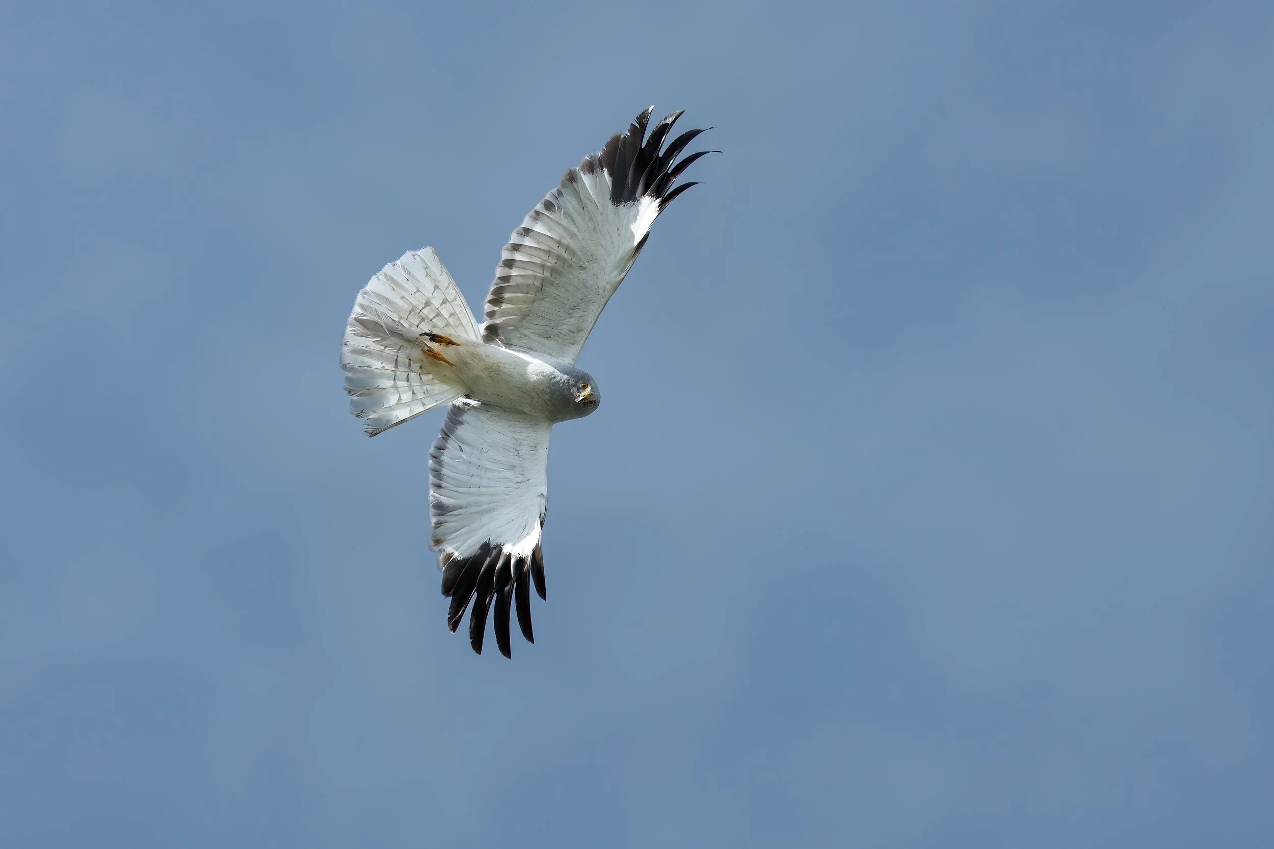 032A1536-2-Bearbeitet.jpg
