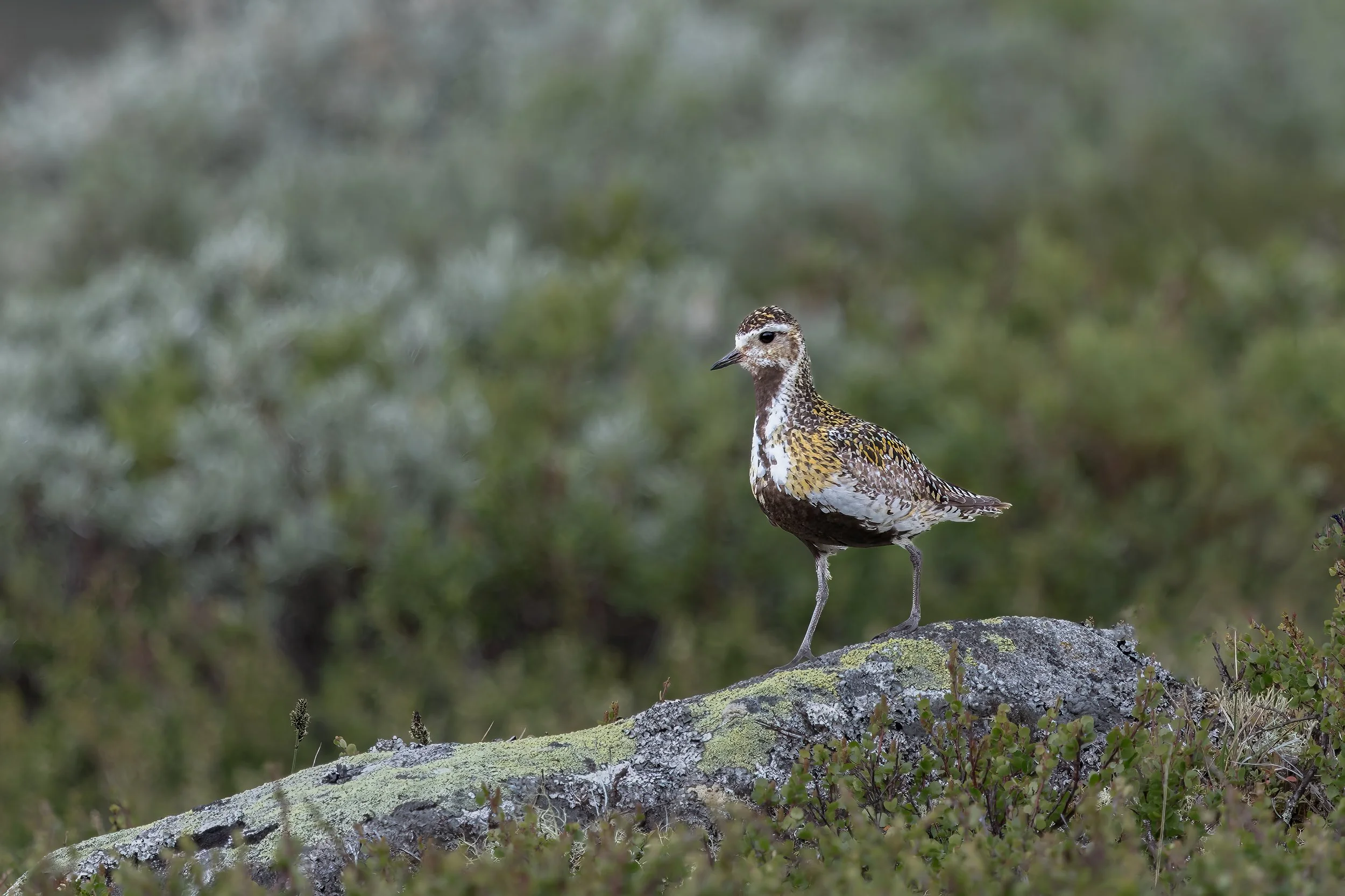 032A3018-Bearbeitet-Bearbeitet.jpg