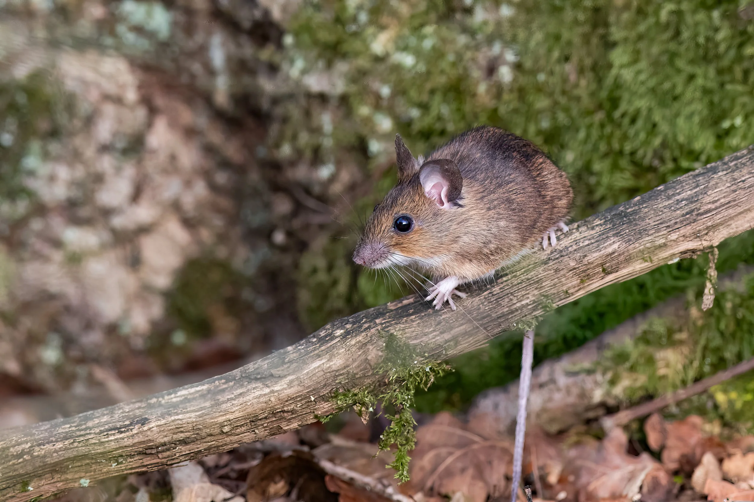 075A1485 Kopie-Bearbeitet.jpg