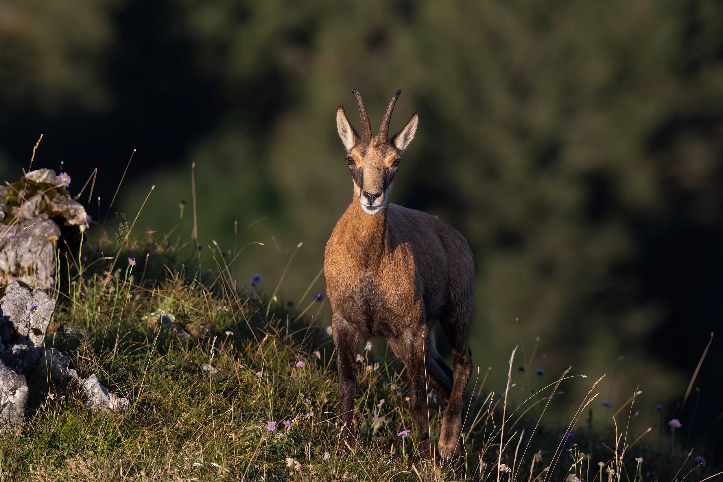 075A8012-Bearbeitet-2.jpg