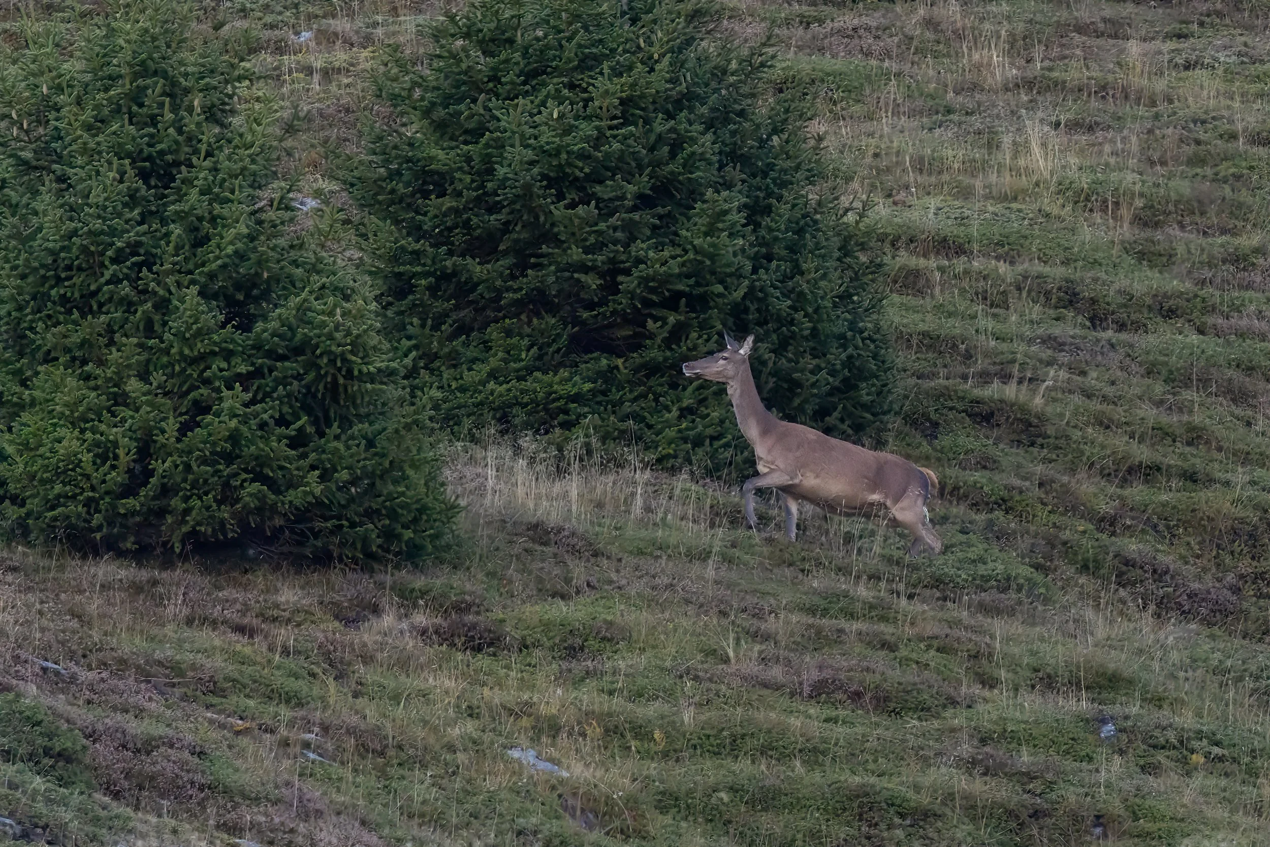 032A7521-Bearbeitet-4.jpg