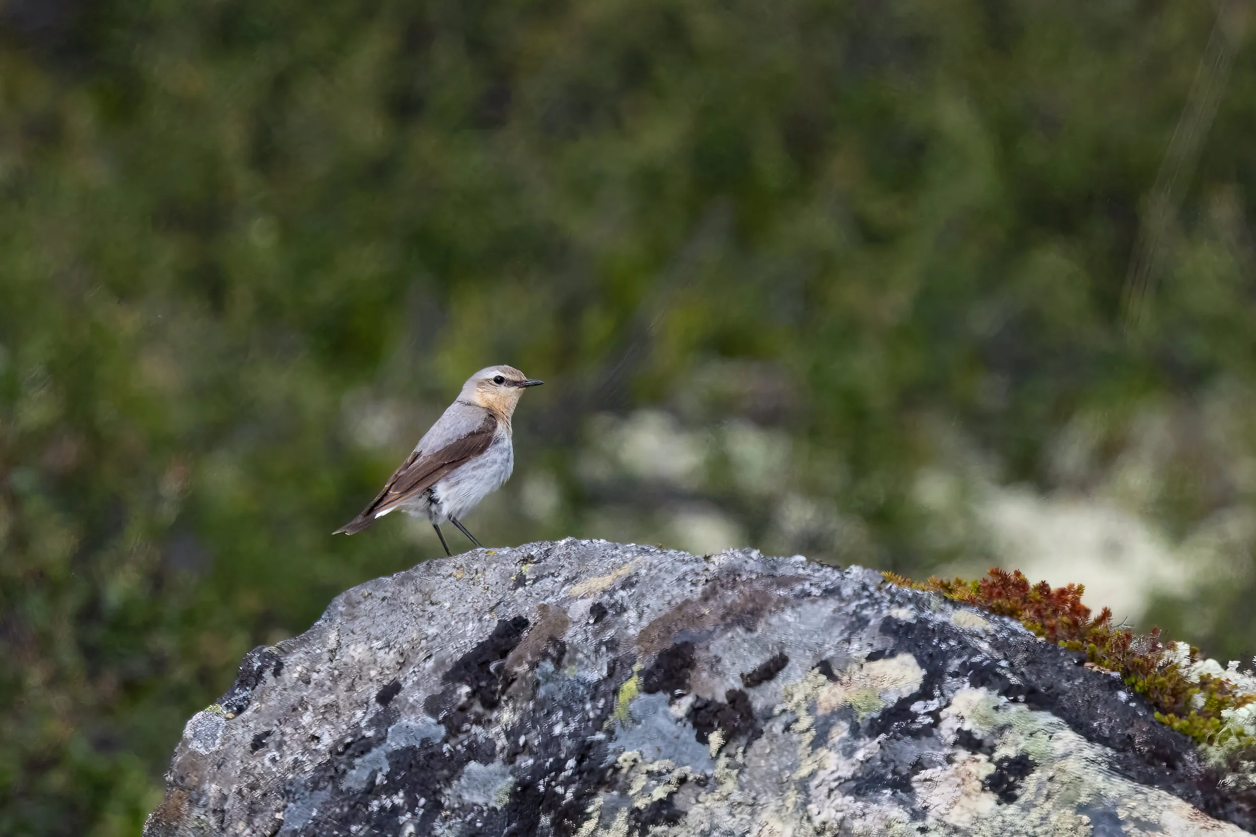 032A7457-Bearbeitet-2.jpg