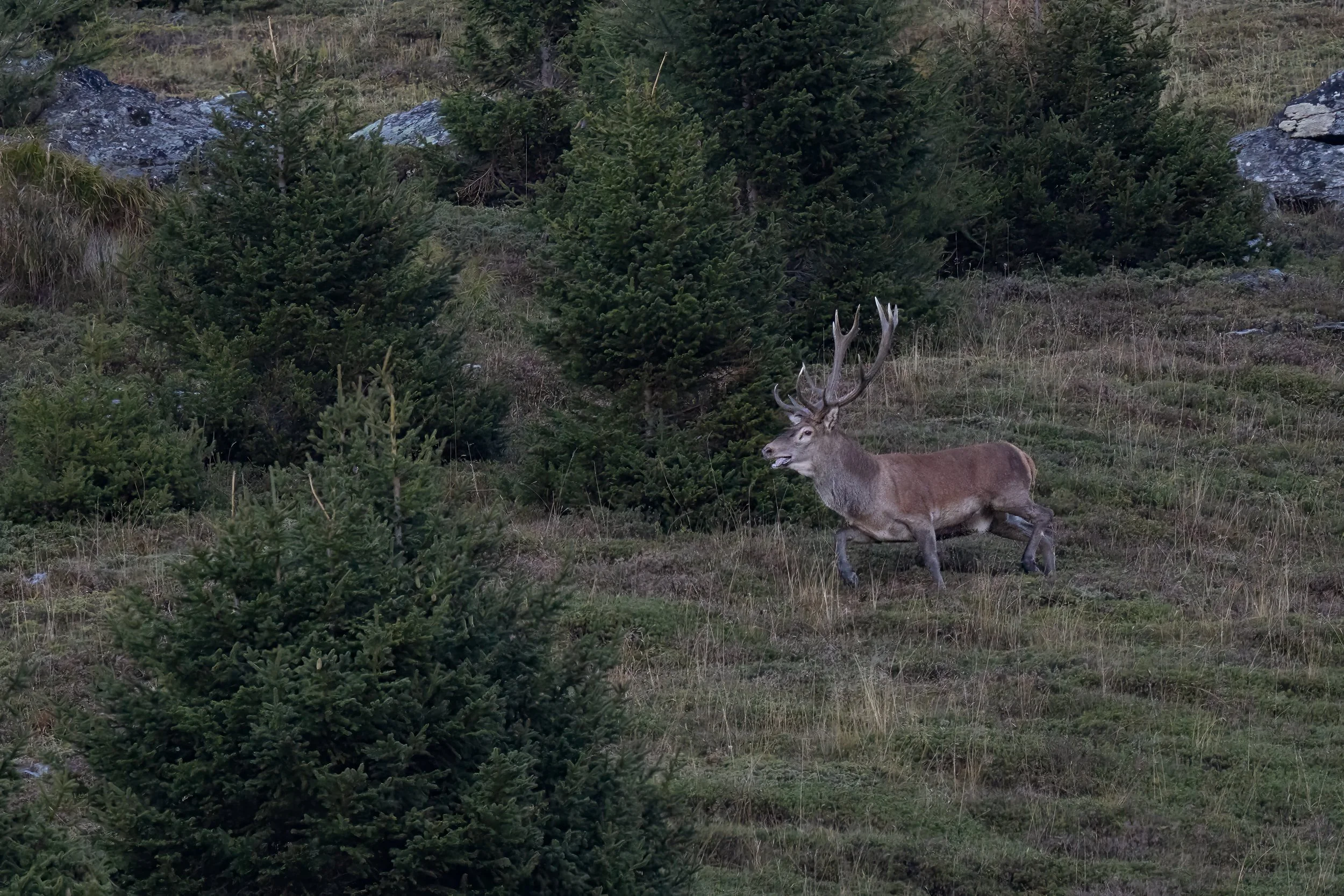 032A8187-Bearbeitet-2.jpg