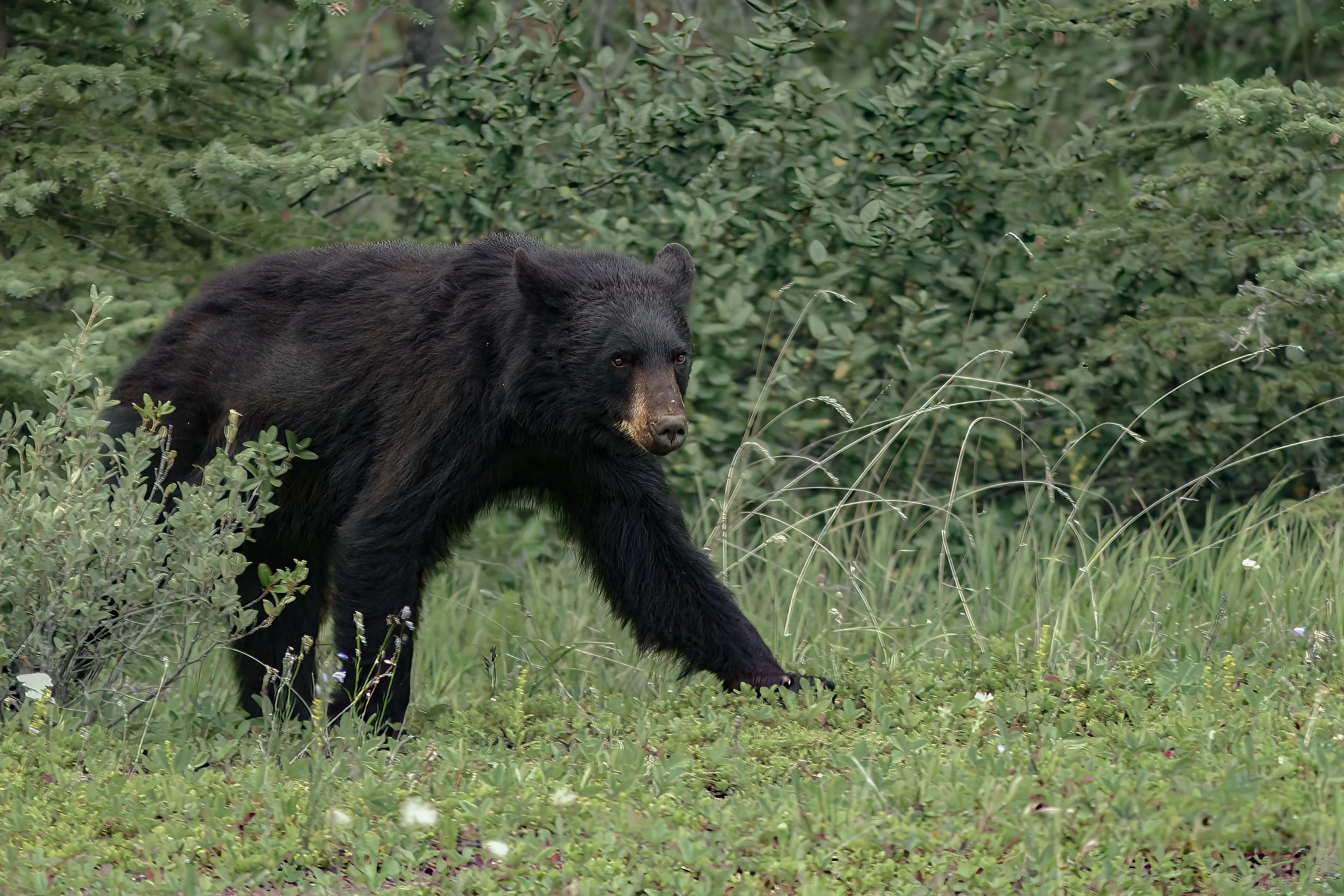 banff3 168-Bearbeitet-4.jpg