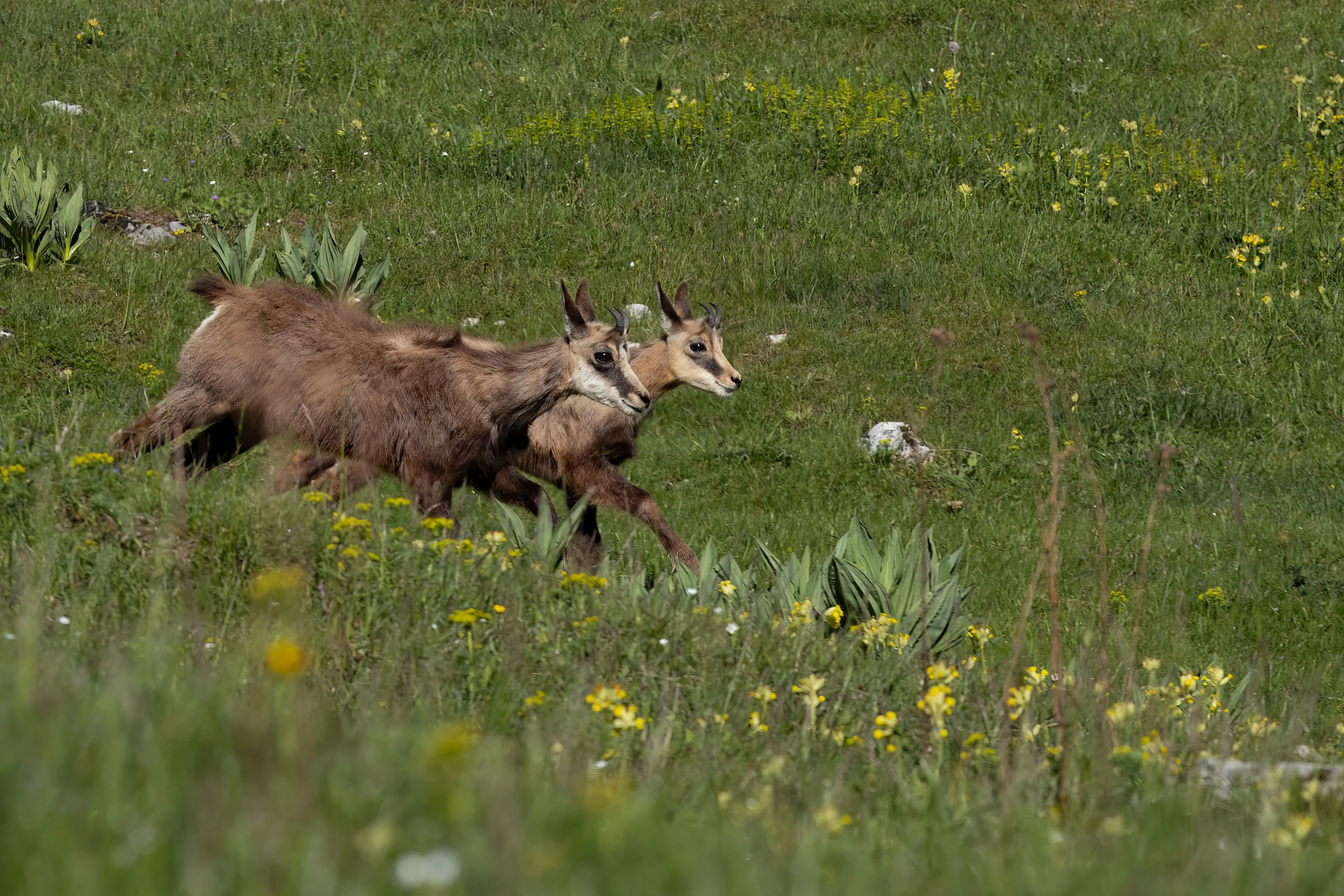 NR6A0441-Bearbeitet.jpg