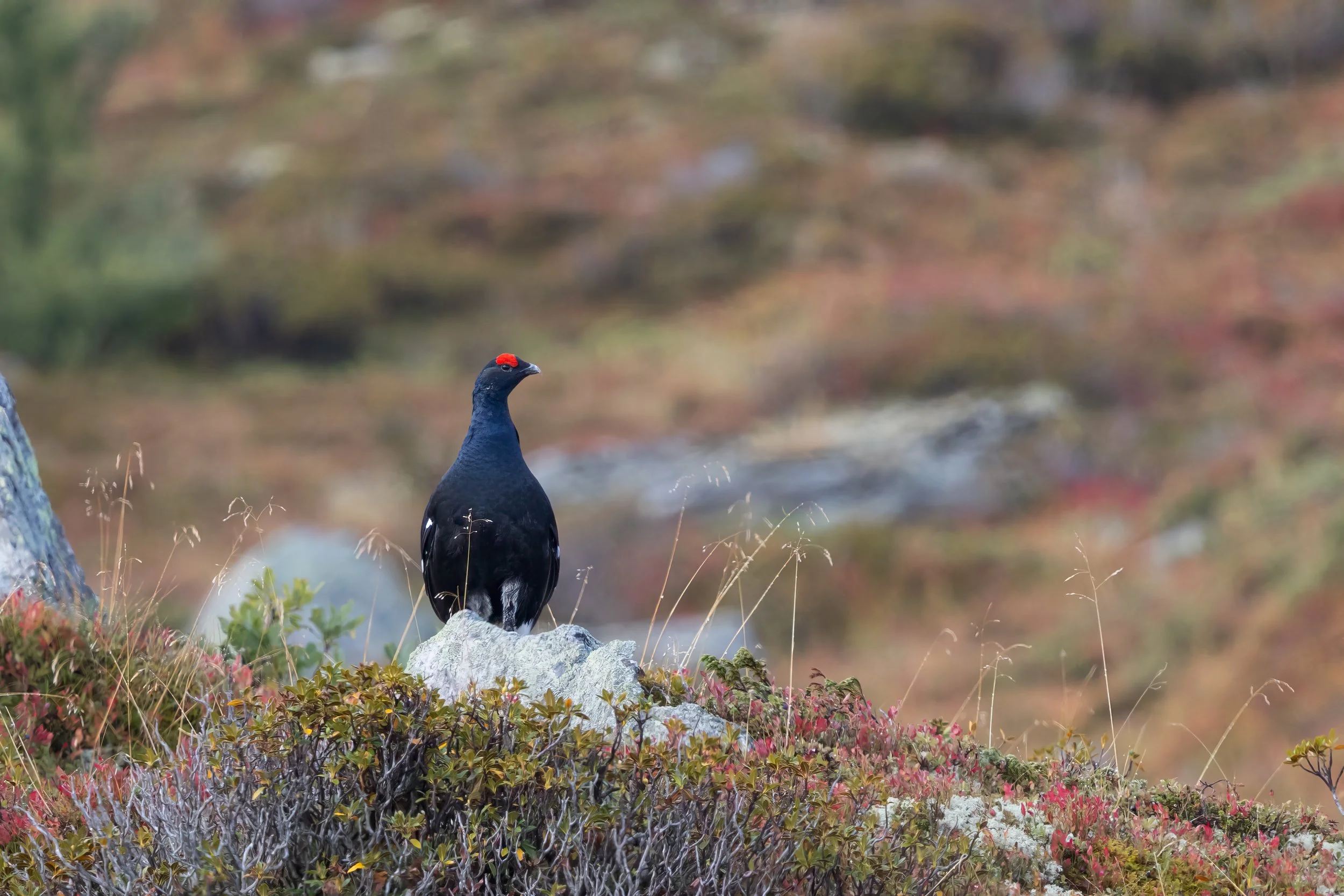 032A9591-2-Bearbeitet.jpg