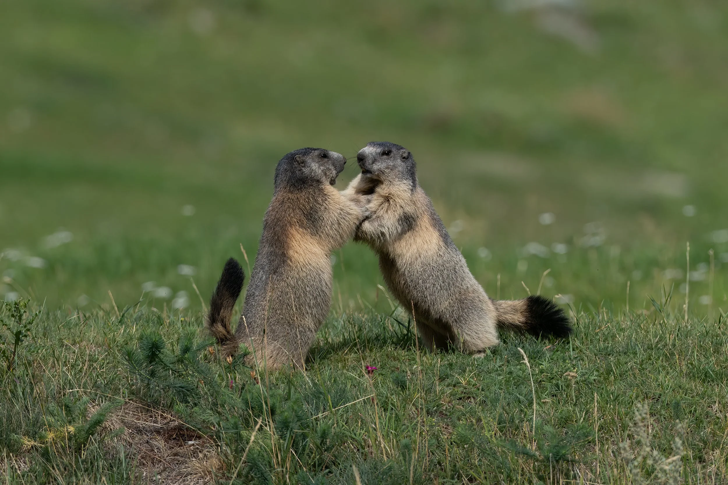 032A2652-Bearbeitet-3.jpg