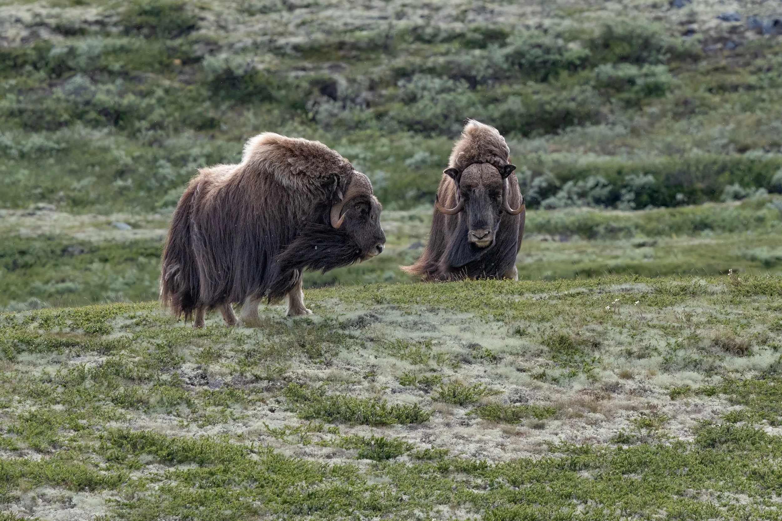 032A7009-Bearbeitet-2-4.jpg