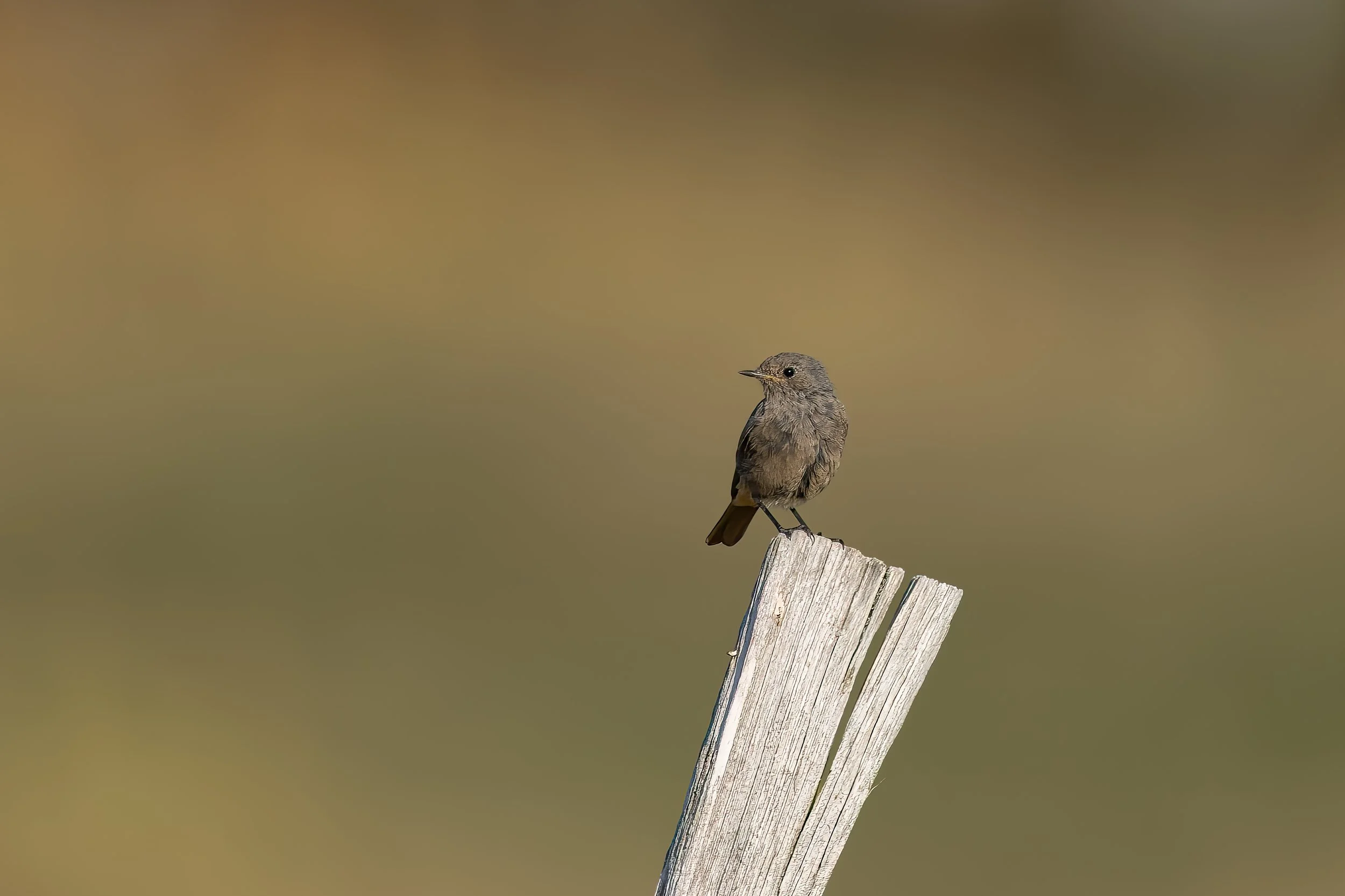 032A0392-Bearbeitet.jpg