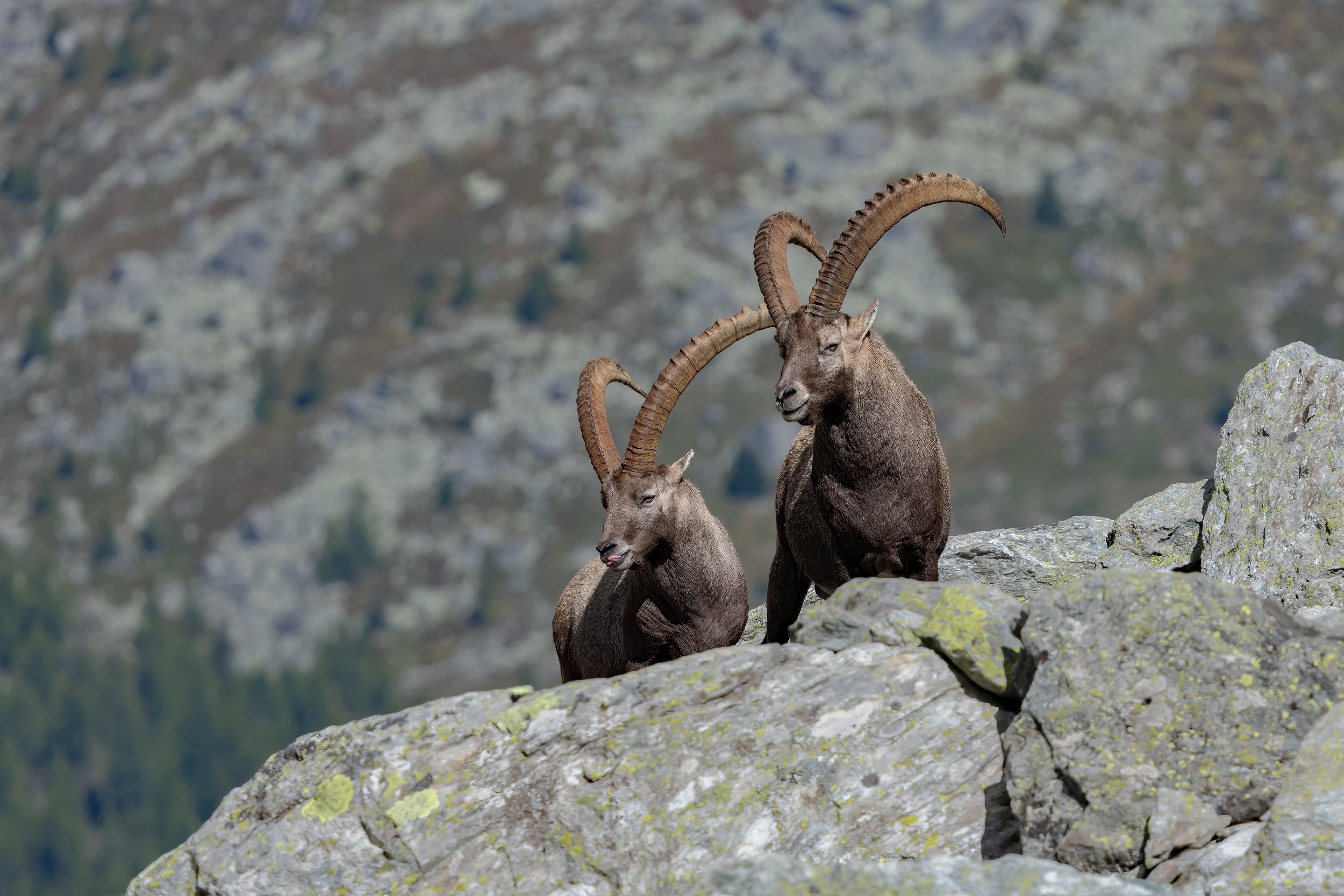 032A6835-Bearbeitet.jpg
