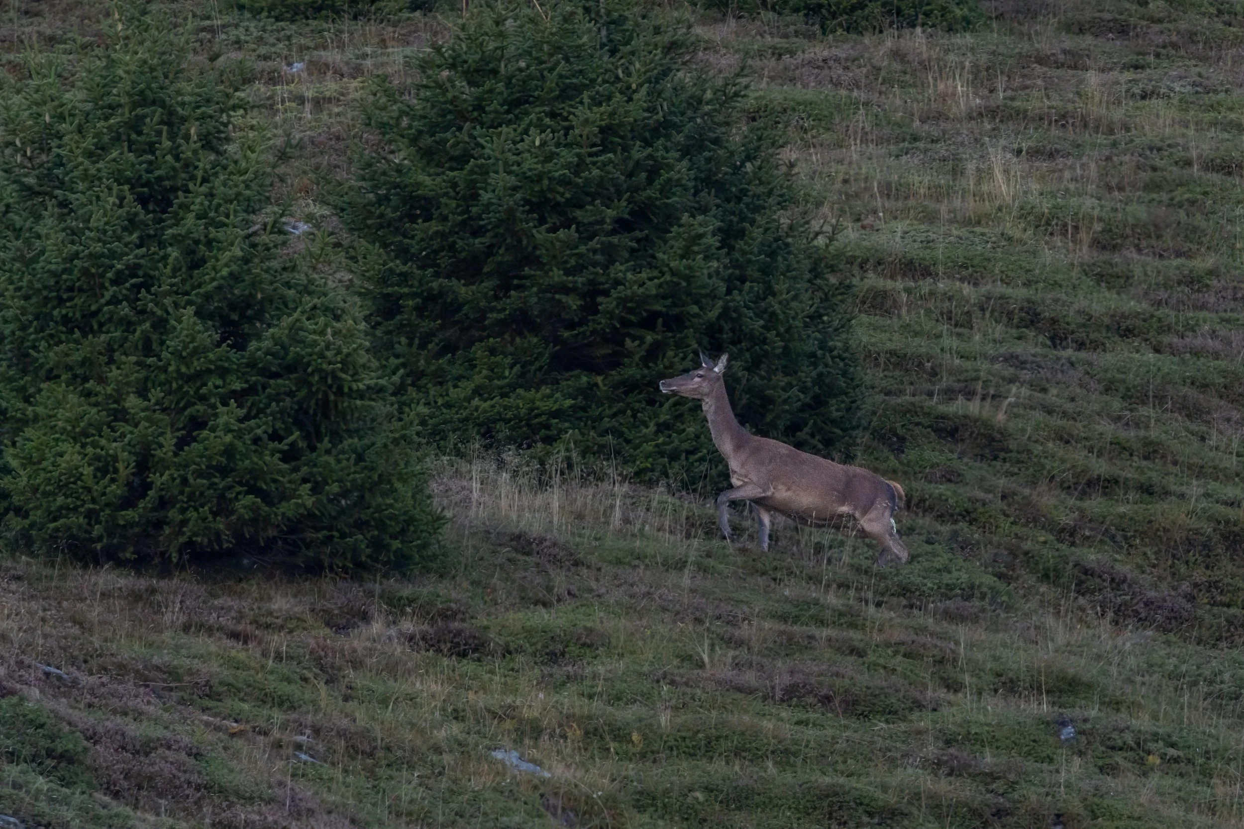 032A7521-Bearbeitet-2-3.jpg