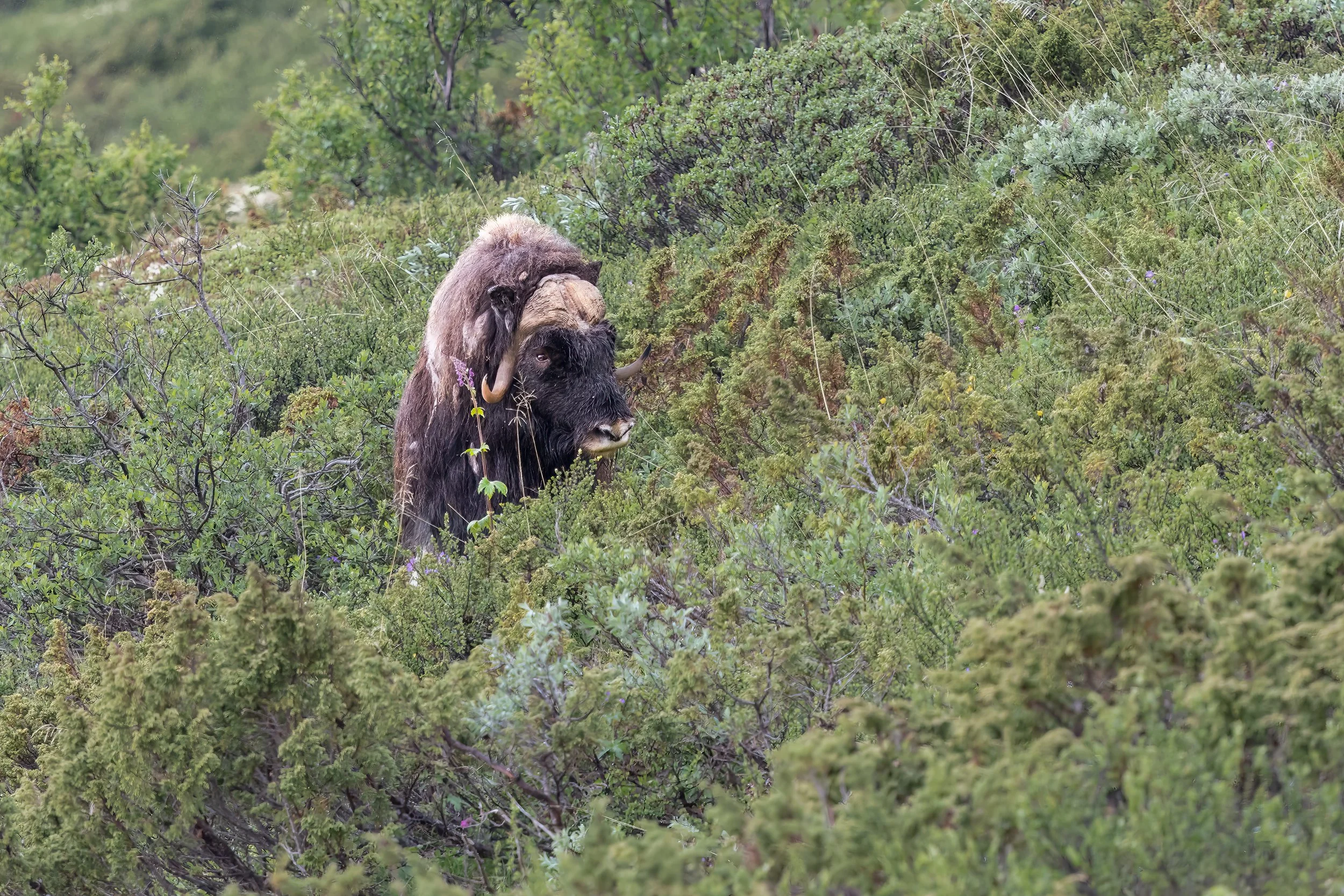 032A5100-Bearbeitet-Bearbeitet.jpg