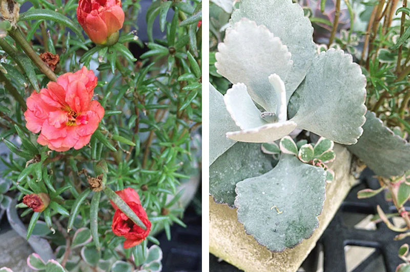 Color Theory: Coral + Frost