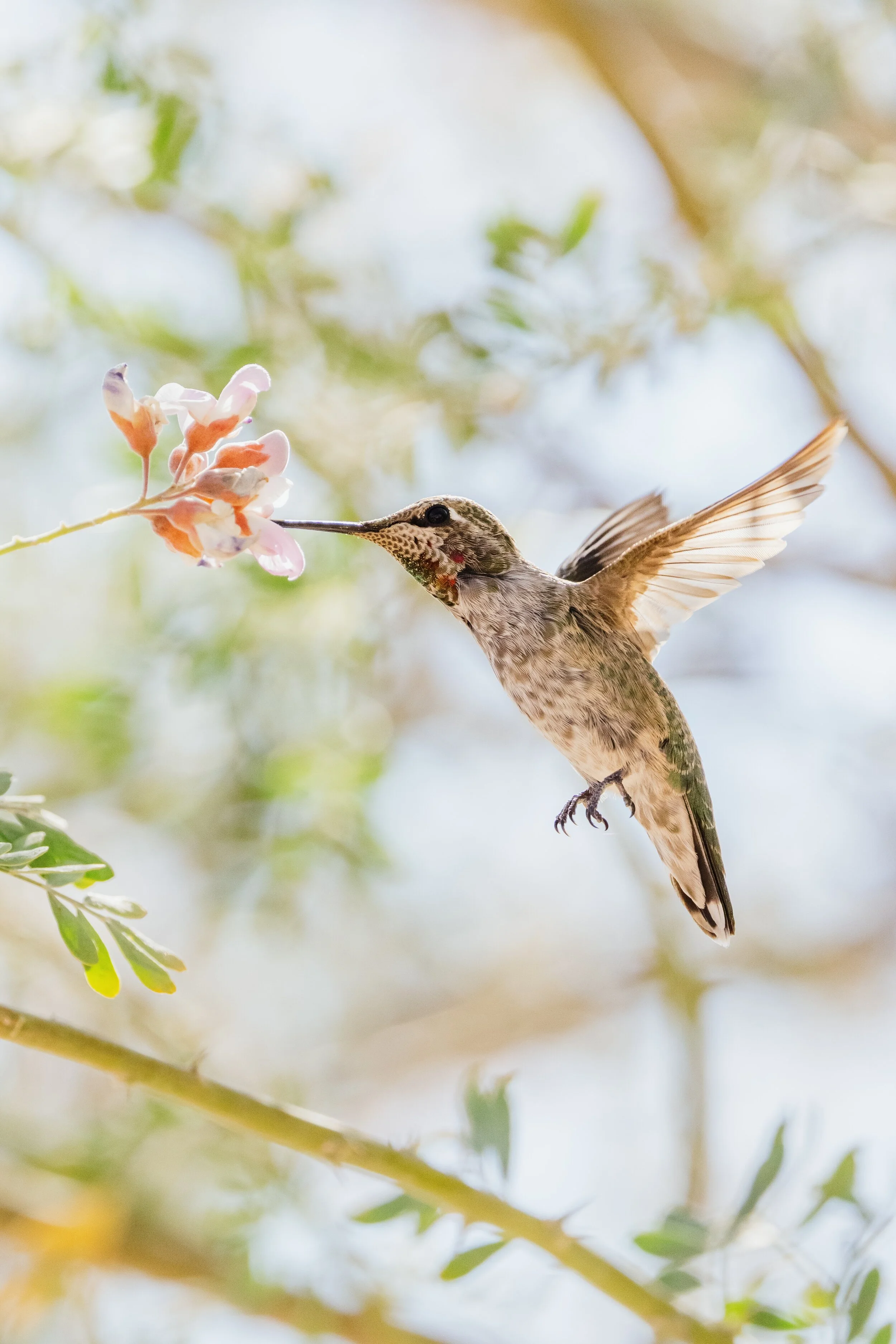 The Nectar of Life