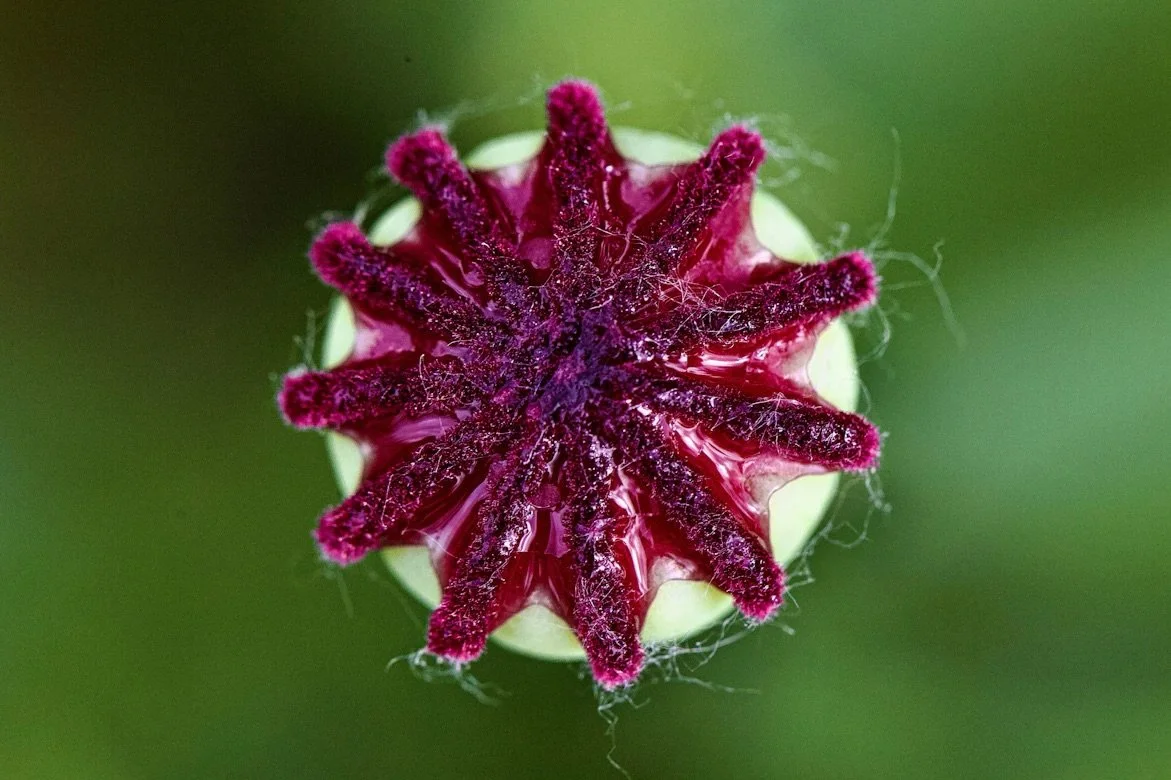 0042 The Spiritual Sandbox - Hey, What's Gestating? With Returning Playmate John Rusciano!