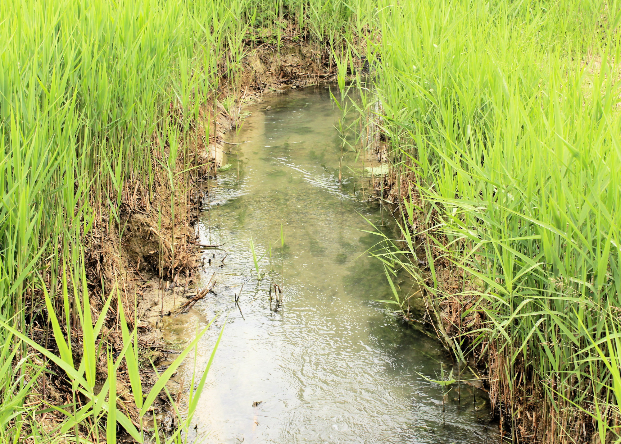 Ditch Easements