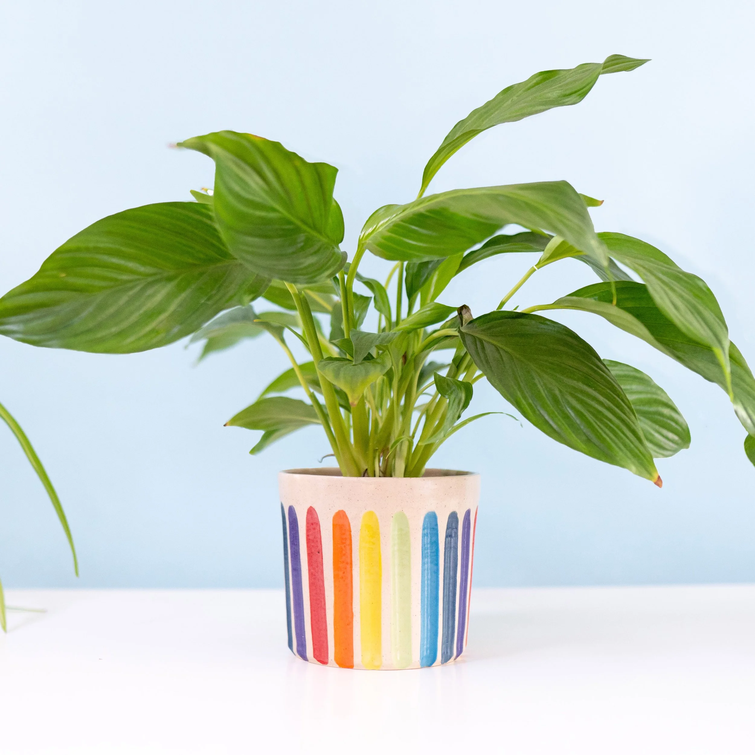 emma-puddick-pottery-groovy-rainbow-planter-styled-square.jpg