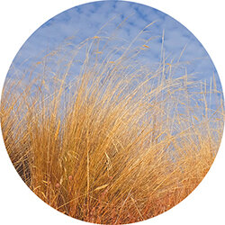 shelly beach practice treatment approach