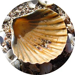 shelly beach practice psychological treatment