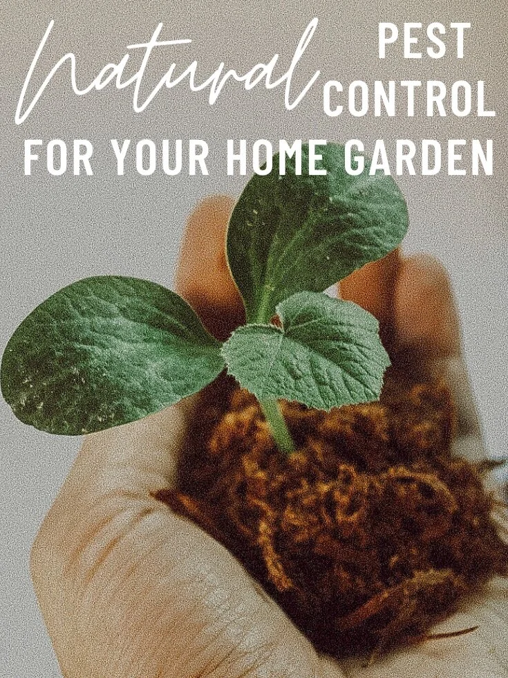 Natural Pest Control For Your Home Garden