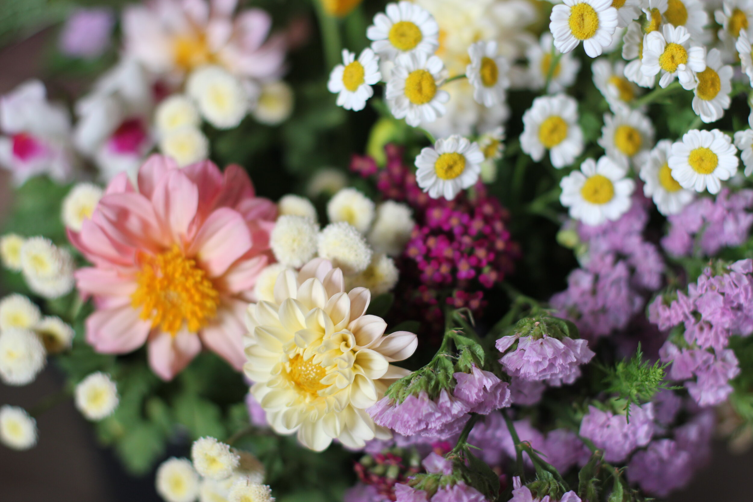 Great summer flowers for Australian conditions