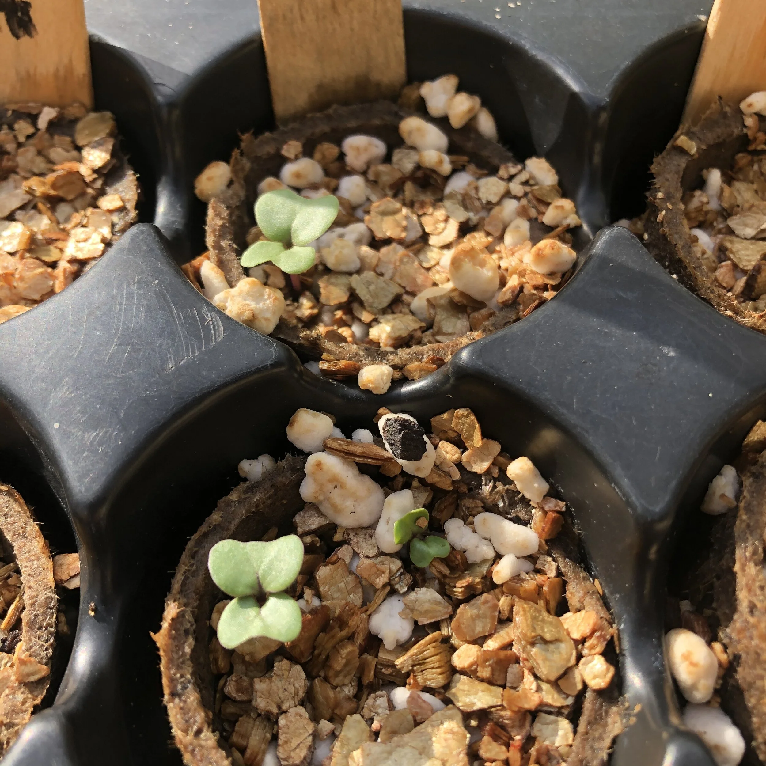 How to get growing - food and flowers