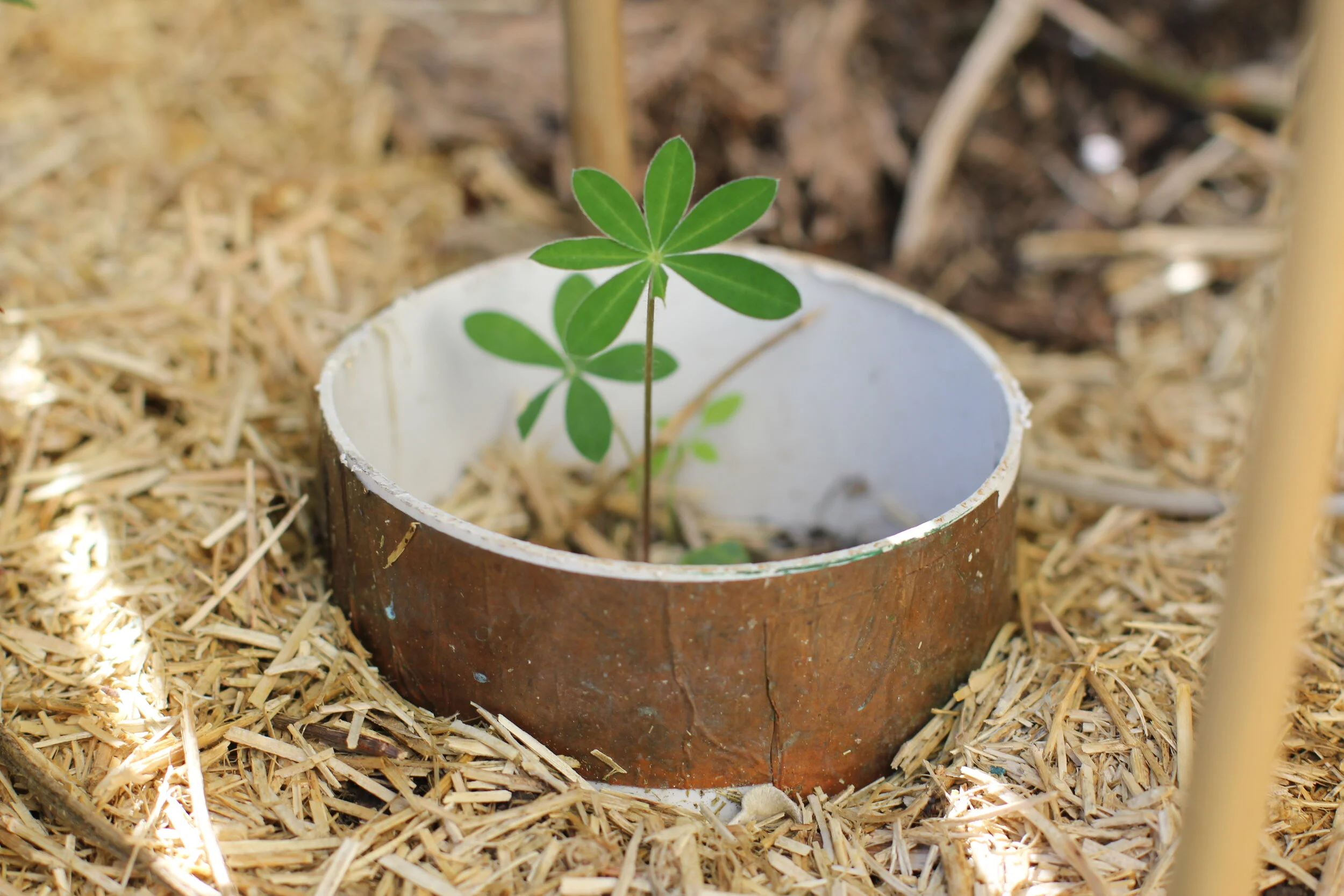Help! How can I deal with pests like slugs and snails? 