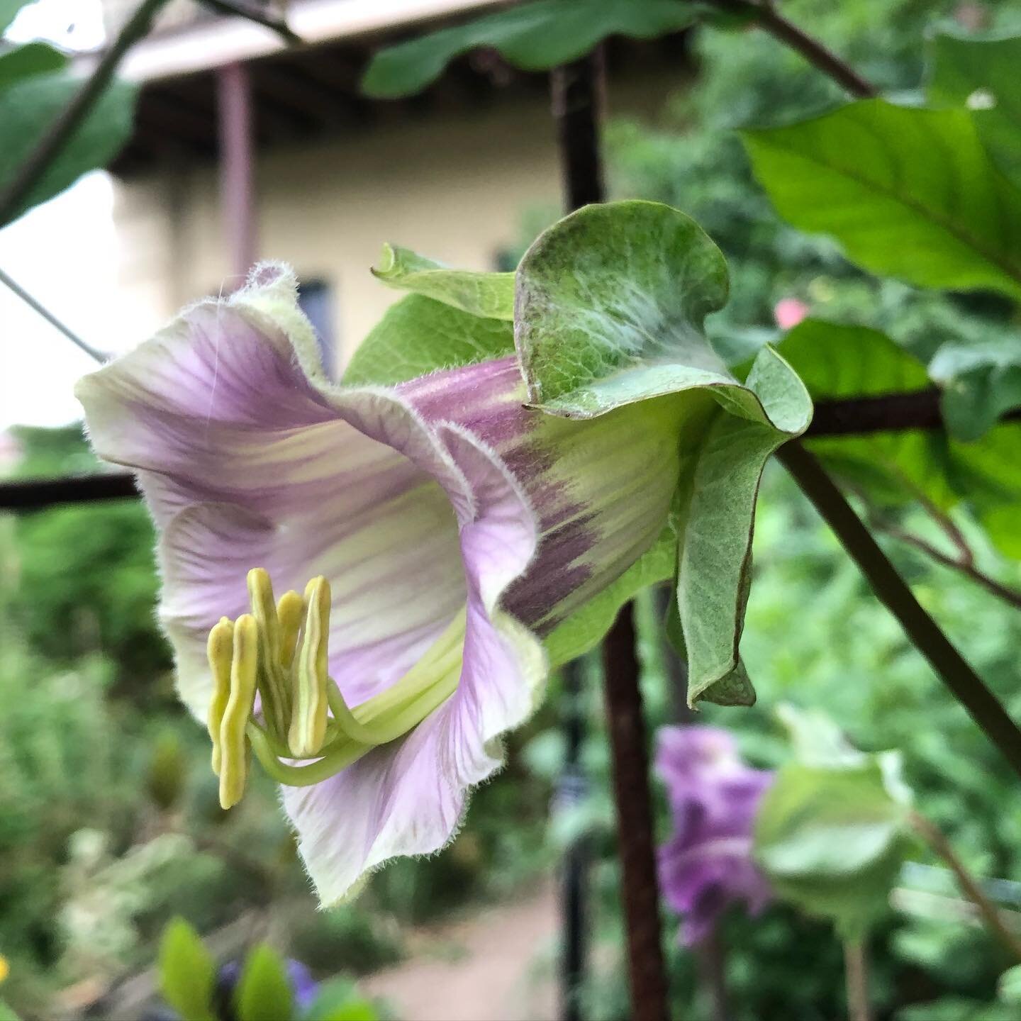 .
.
Be still, my beating heart
.
.
Enchanting Cobaea Scandens - cup and saucer vine - finally coming into bloom for me here on the flower farm. So very beautiful. A new variety for me this year, and tricky to pick at the right stage but, like all div